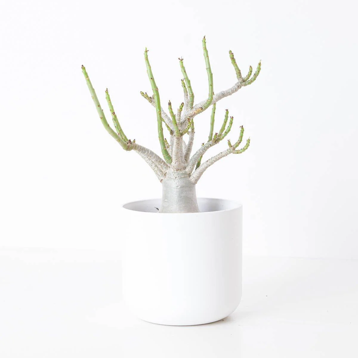 Adenium arabicum Baobab