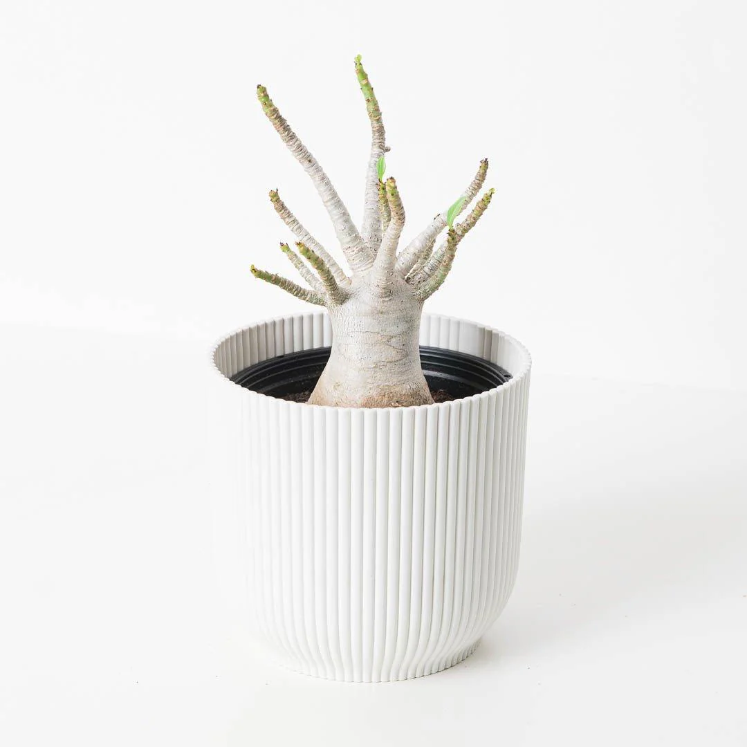 Adenium arabicum Baobab - Image 2