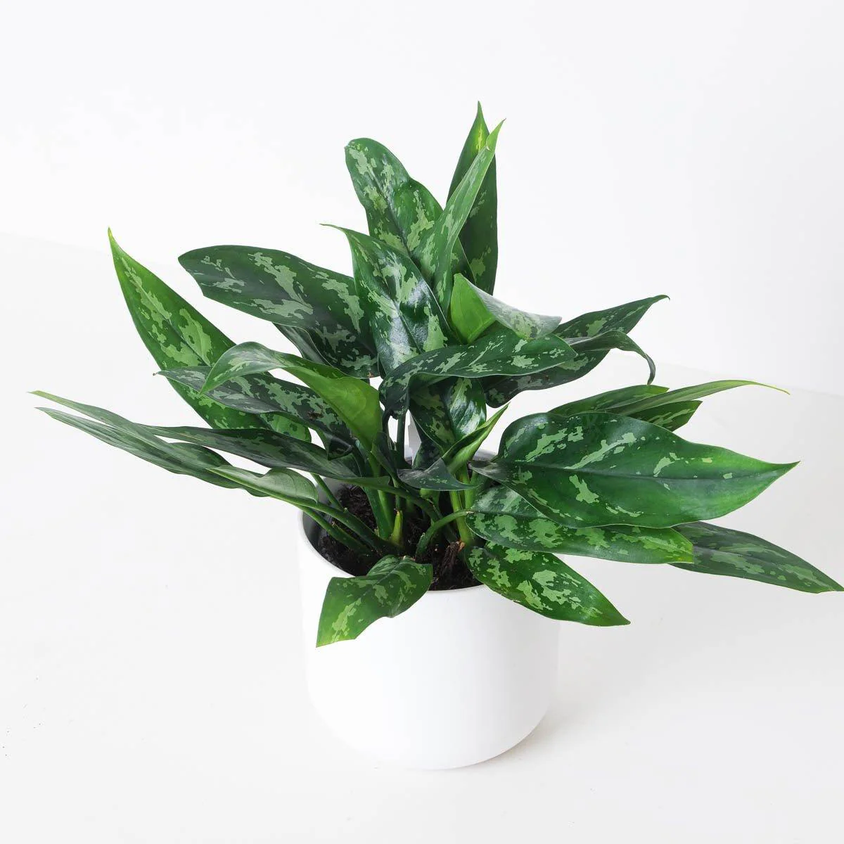 Aglaonema Bundle - Image 5