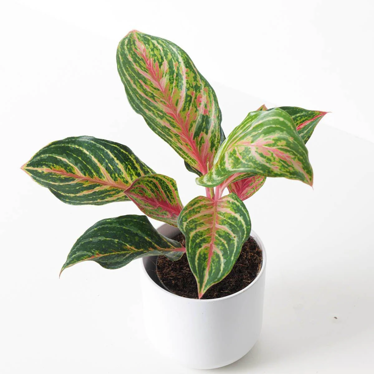 Aglaonema 'Dreamcatcher'
