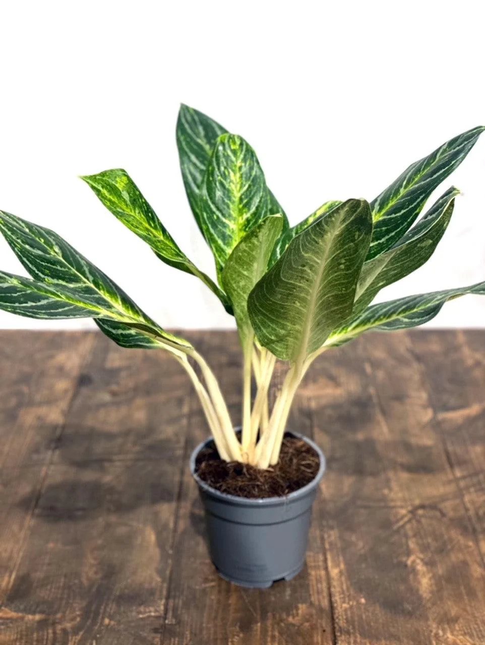 Aglaonema Key Lime