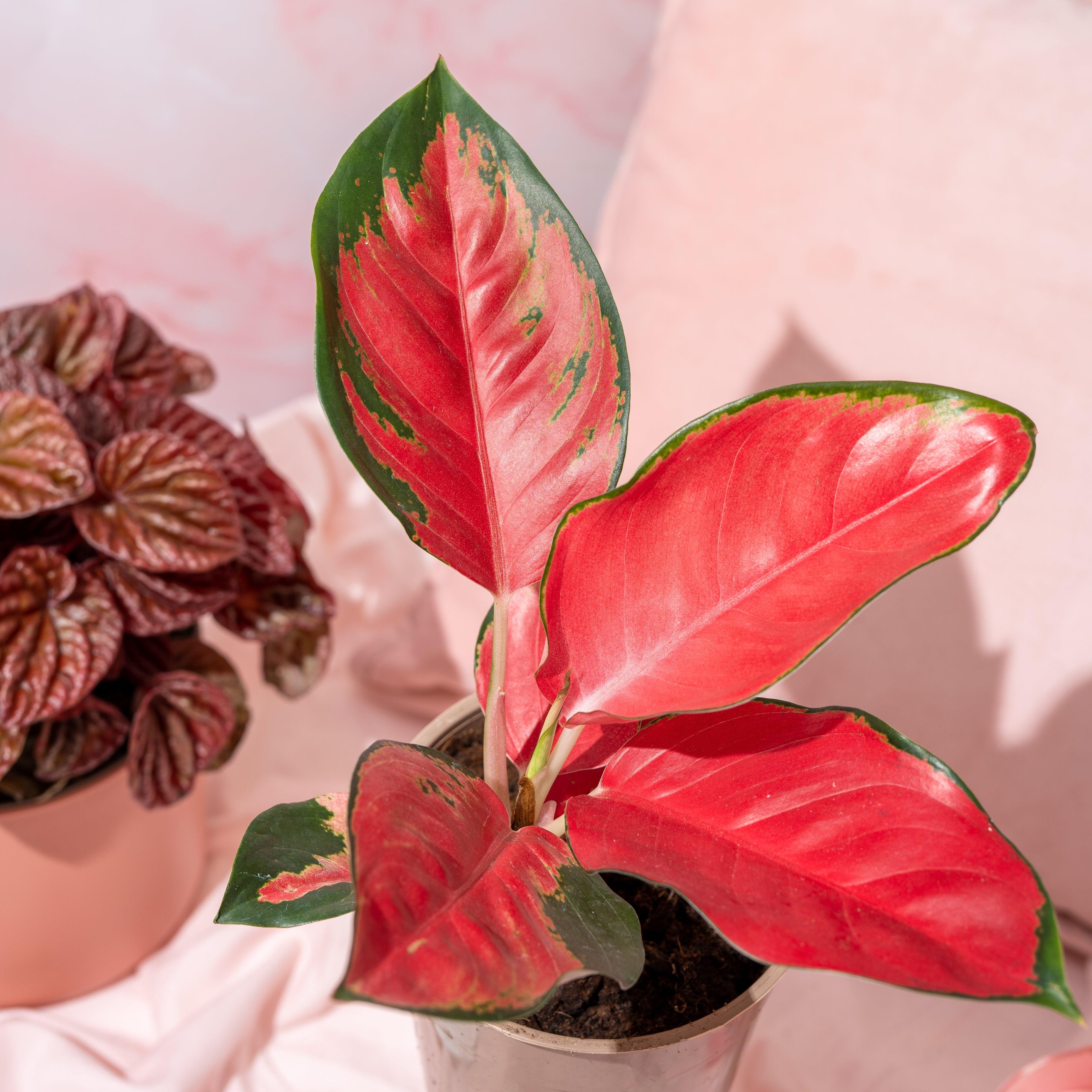 Aglaonema Red Star | Chinese Evergreen | House Plant - Image 2