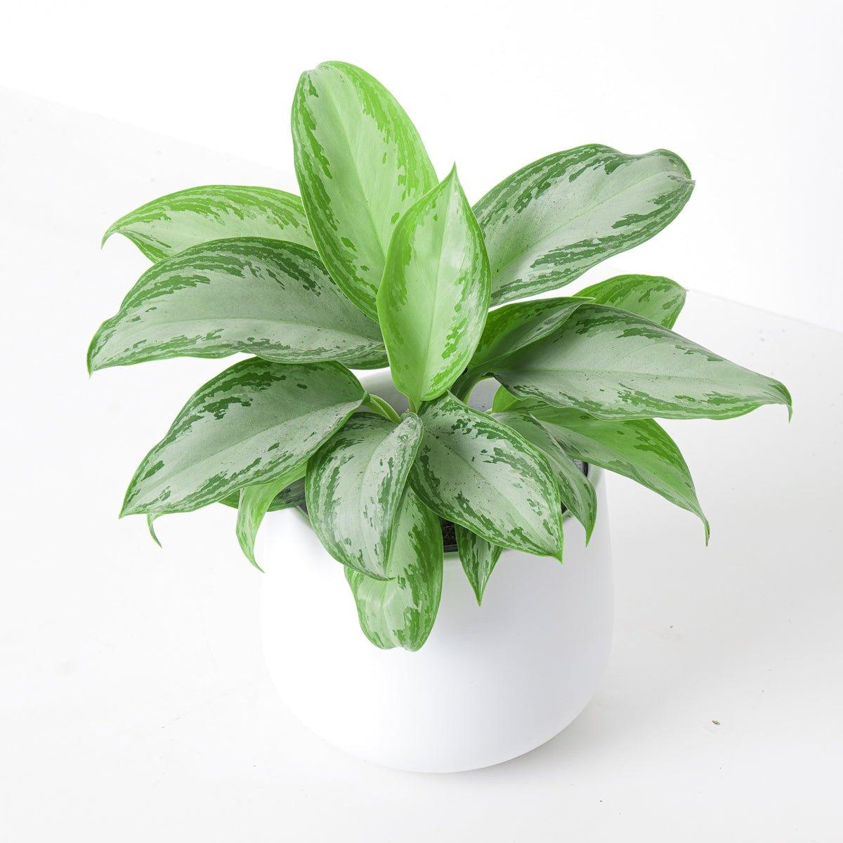 Aglaonema Silver Bay