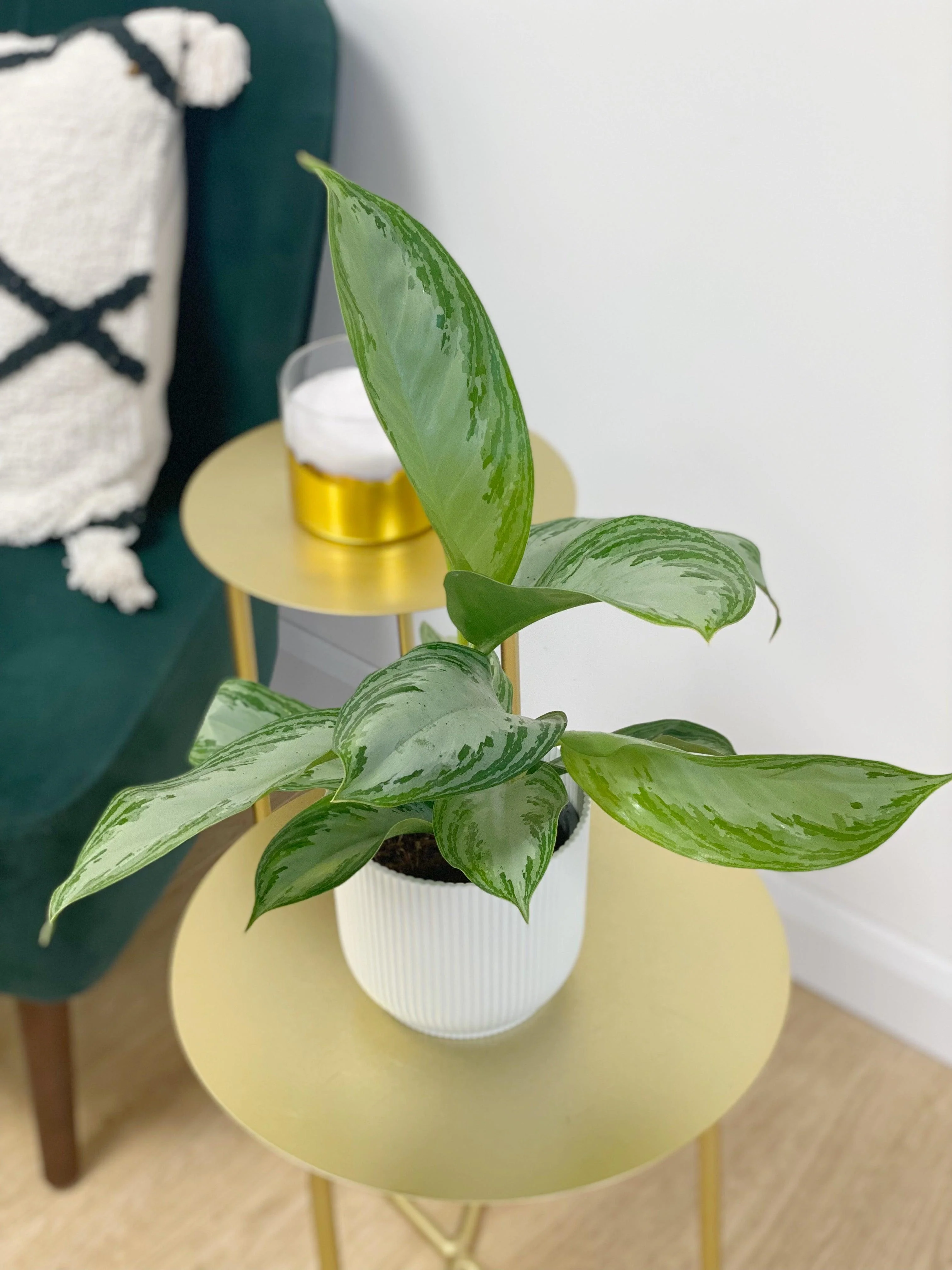 Aglaonema Silver Bay - Image 2