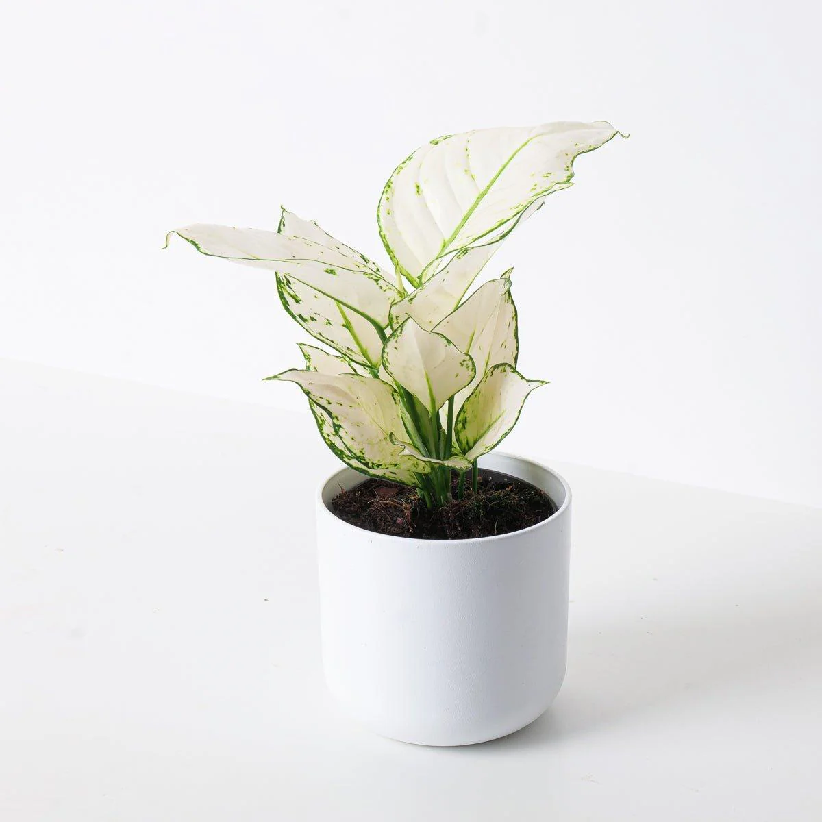 Aglaonema White Joy