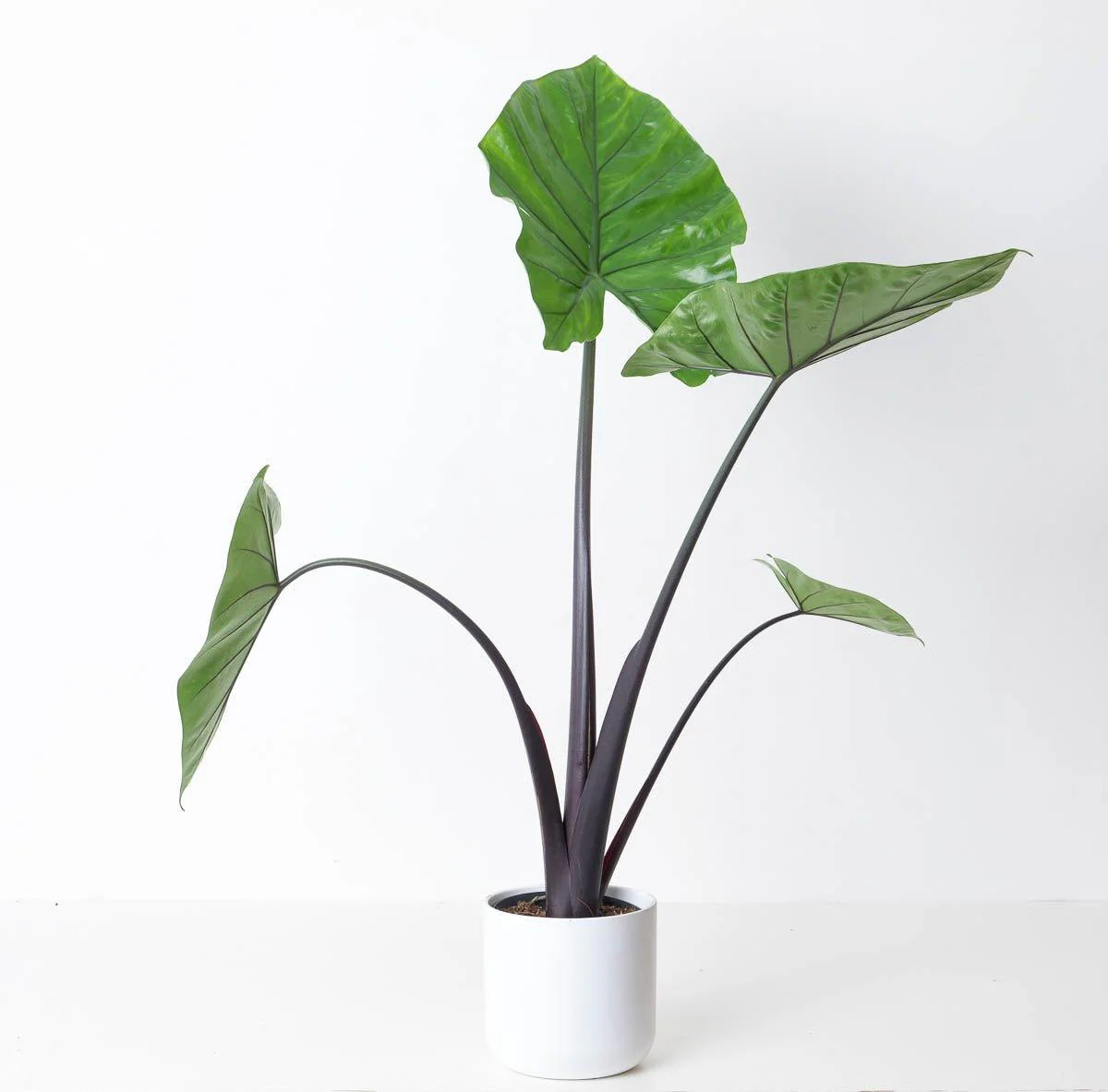 Alocasia Black Stem