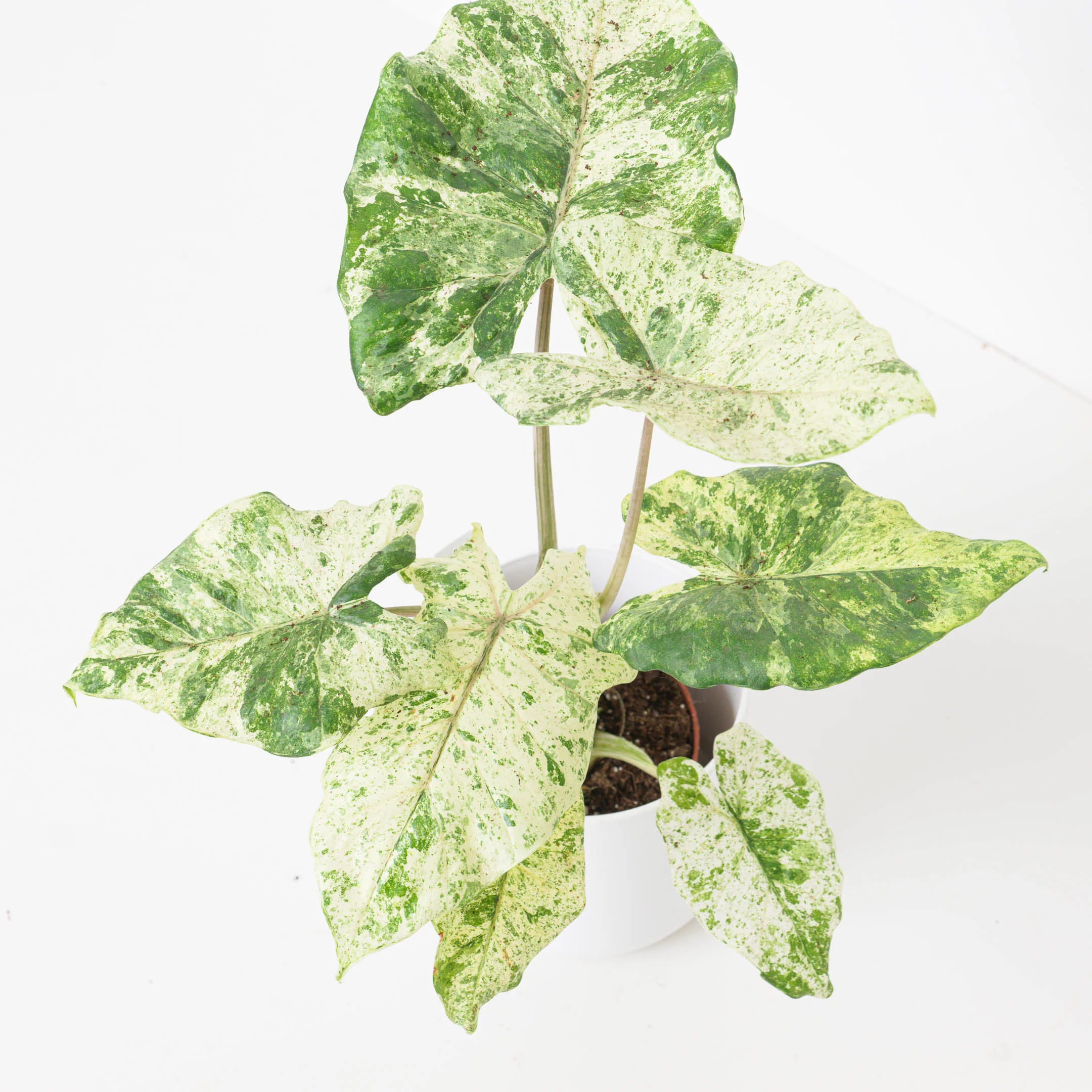 Alocasia macrorrhiza 'Variegated'
