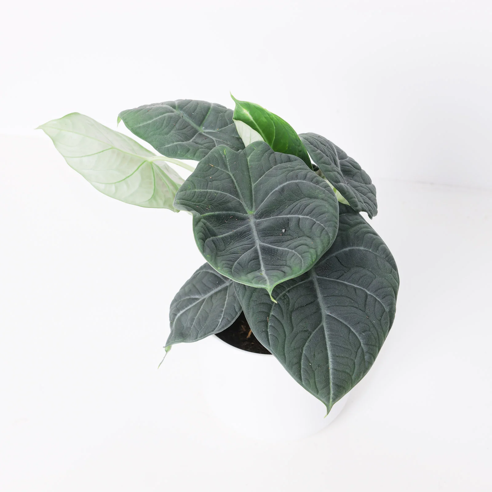 Alocasia 'Maharani' - Image 4