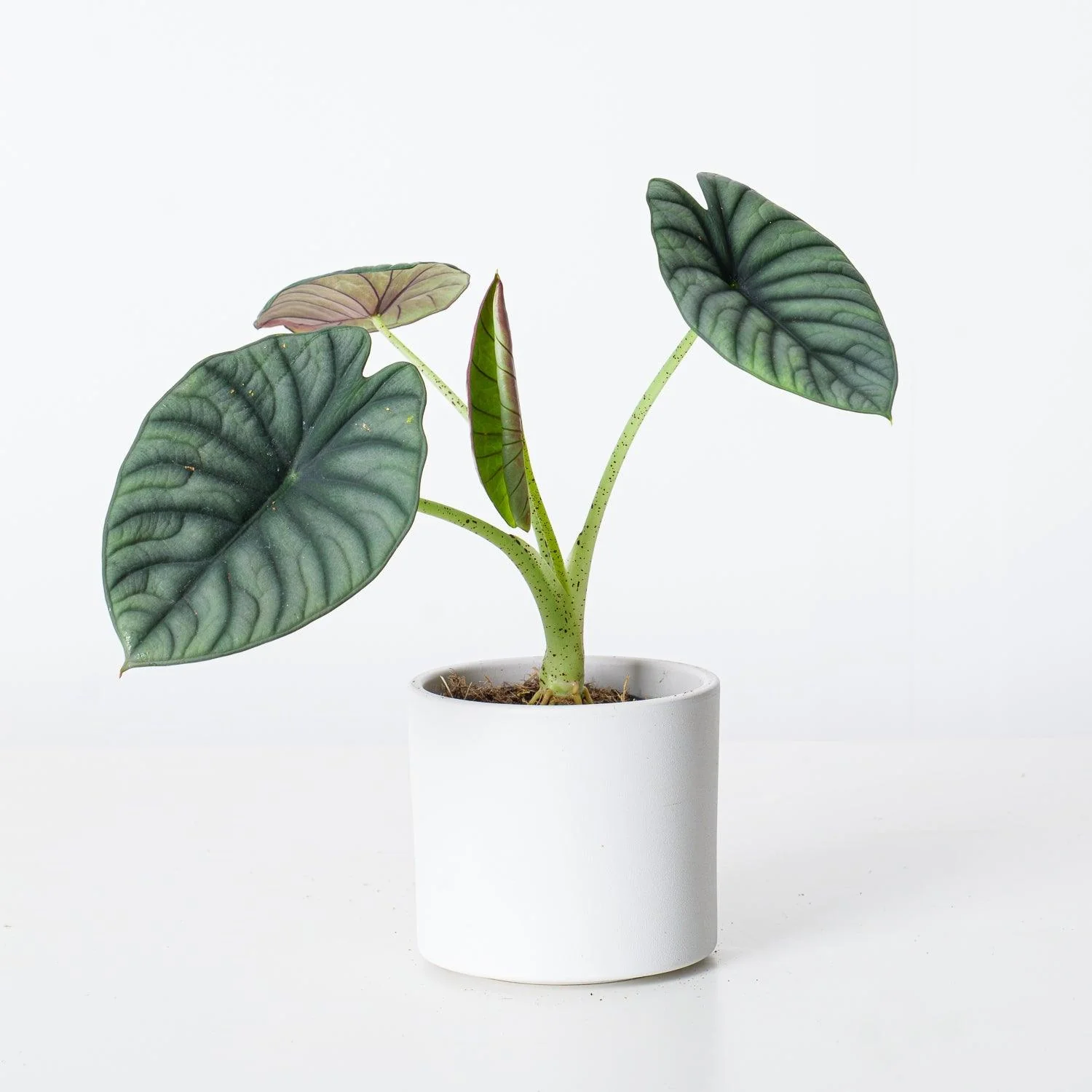Alocasia Nebula Silver