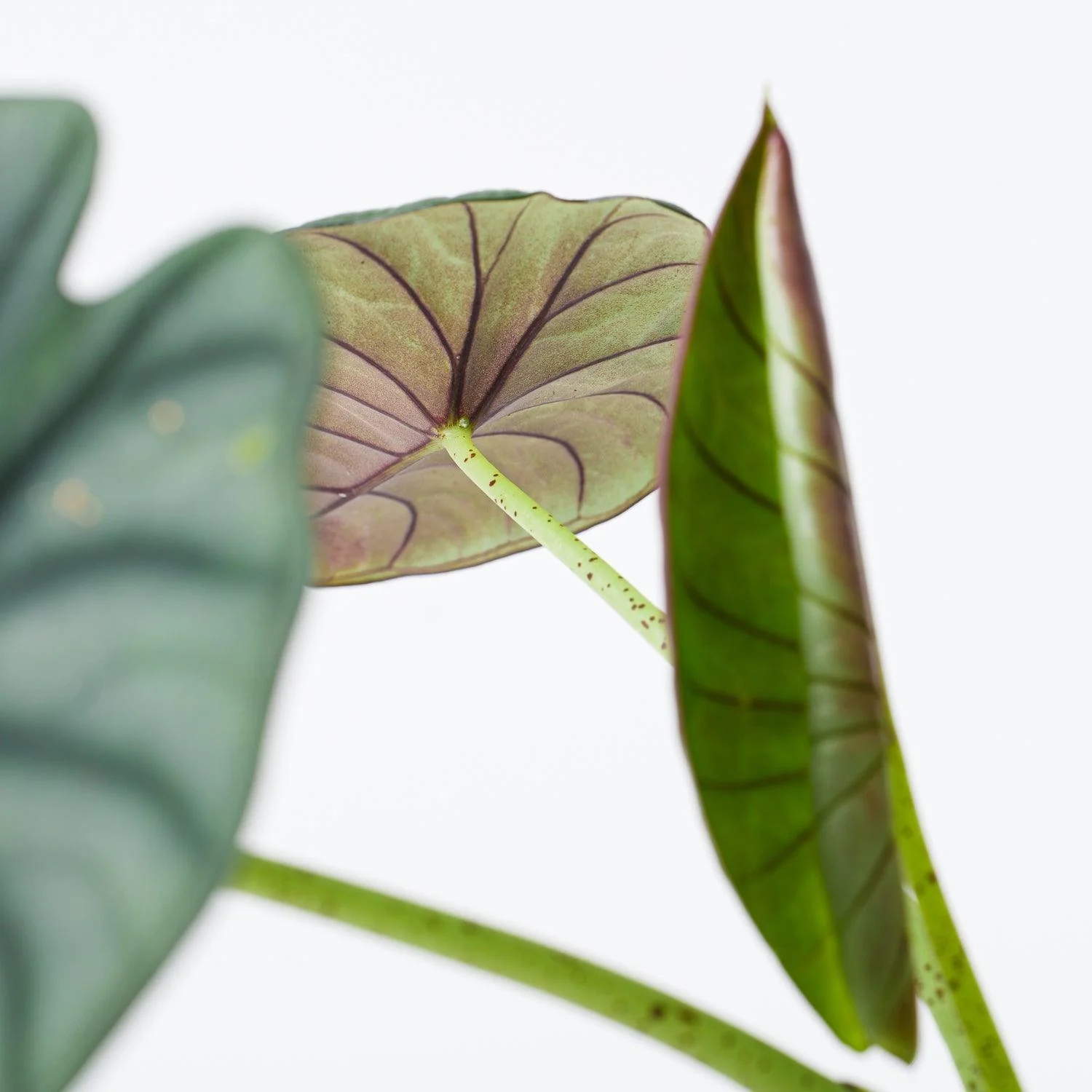 Alocasia Nebula Silver - Image 2