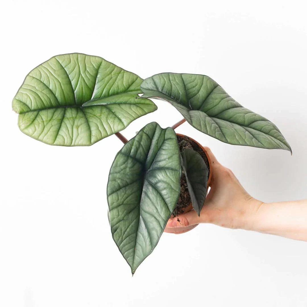 Alocasia Platinum - Image 2