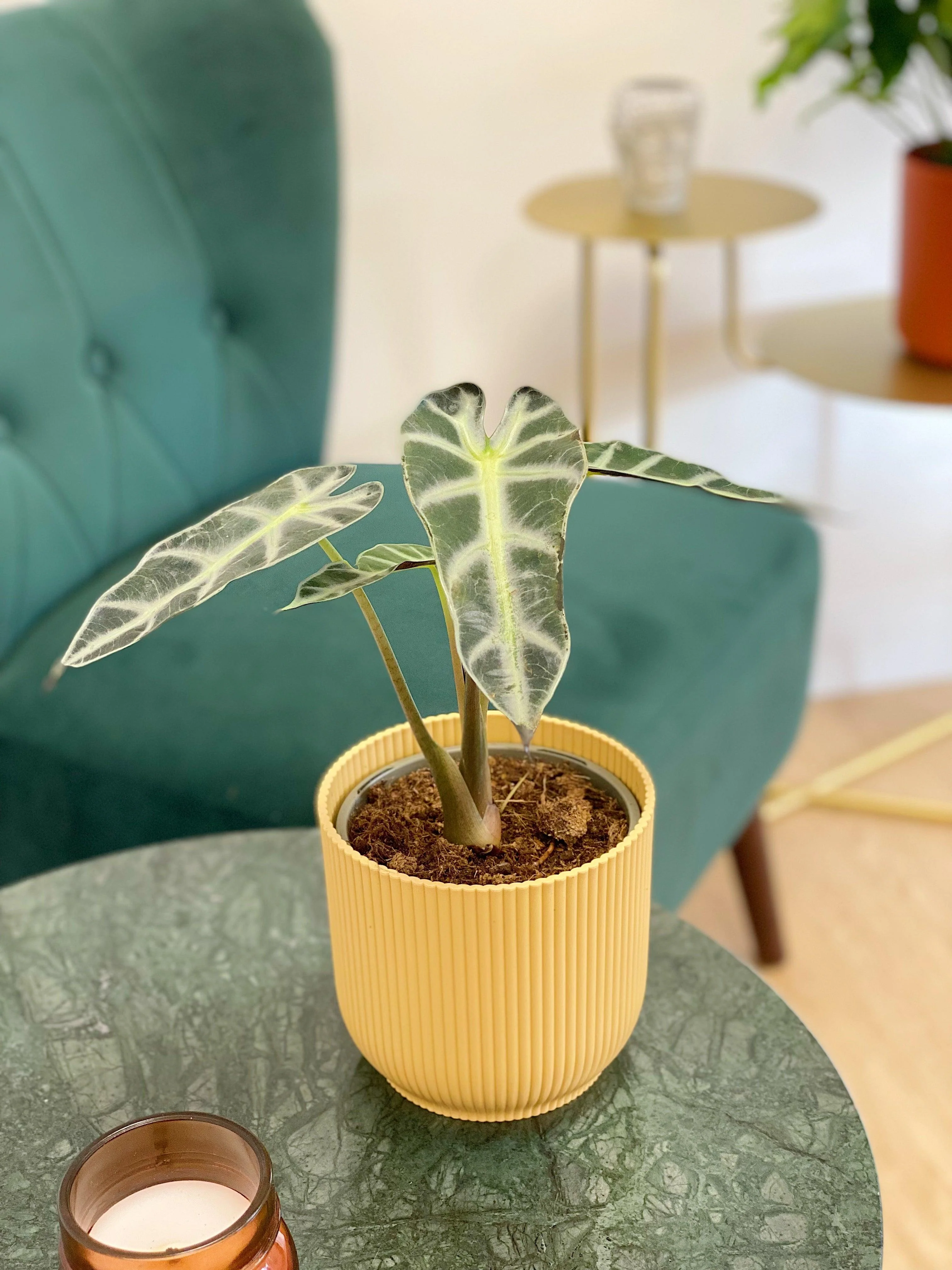 Alocasia Polly - Image 8