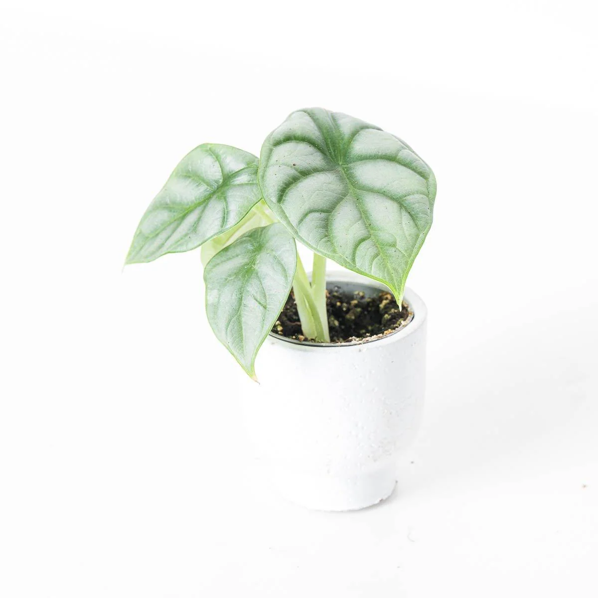 Alocasia Silver Dragon - Image 5