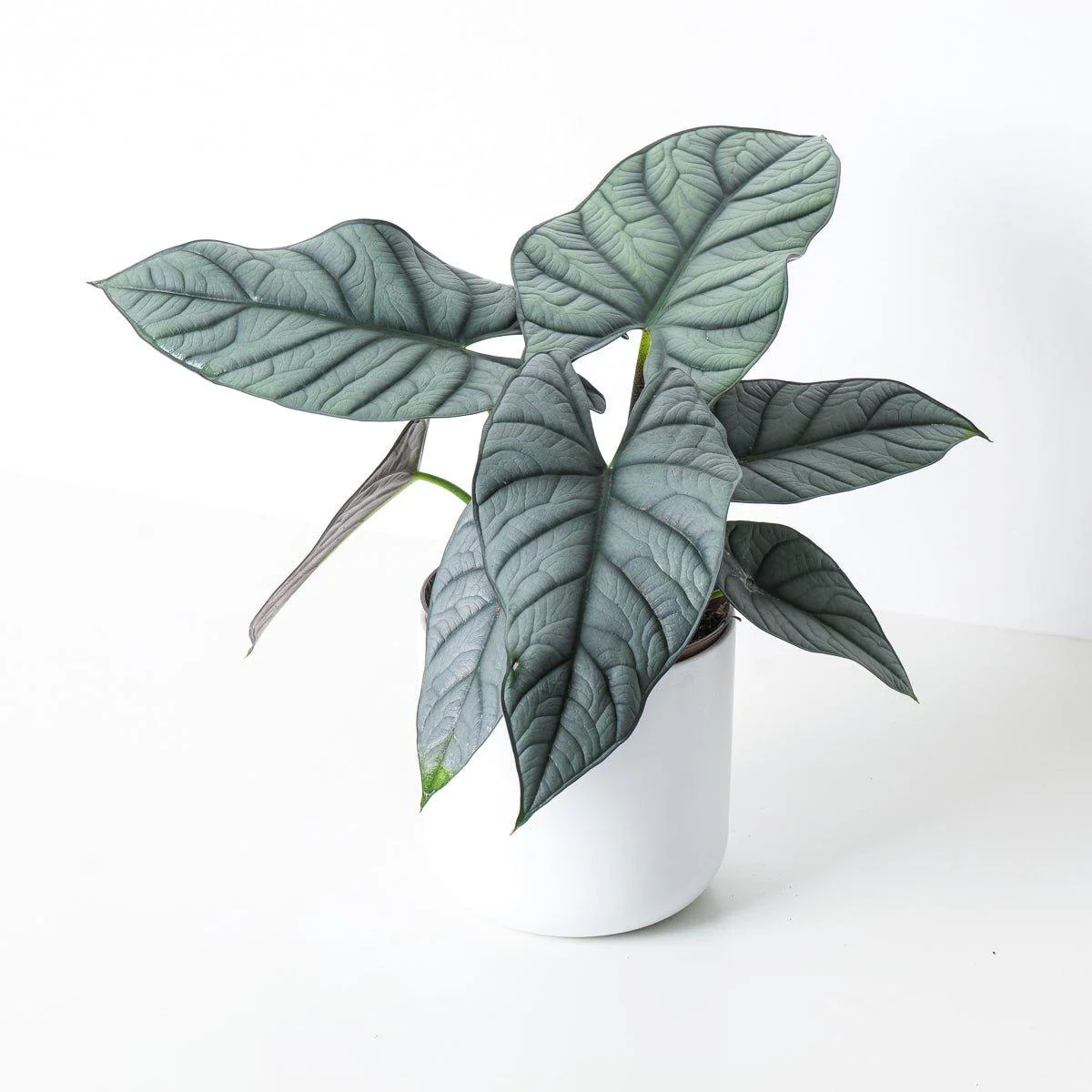 Alocasia sp. 'Grey/Red'
