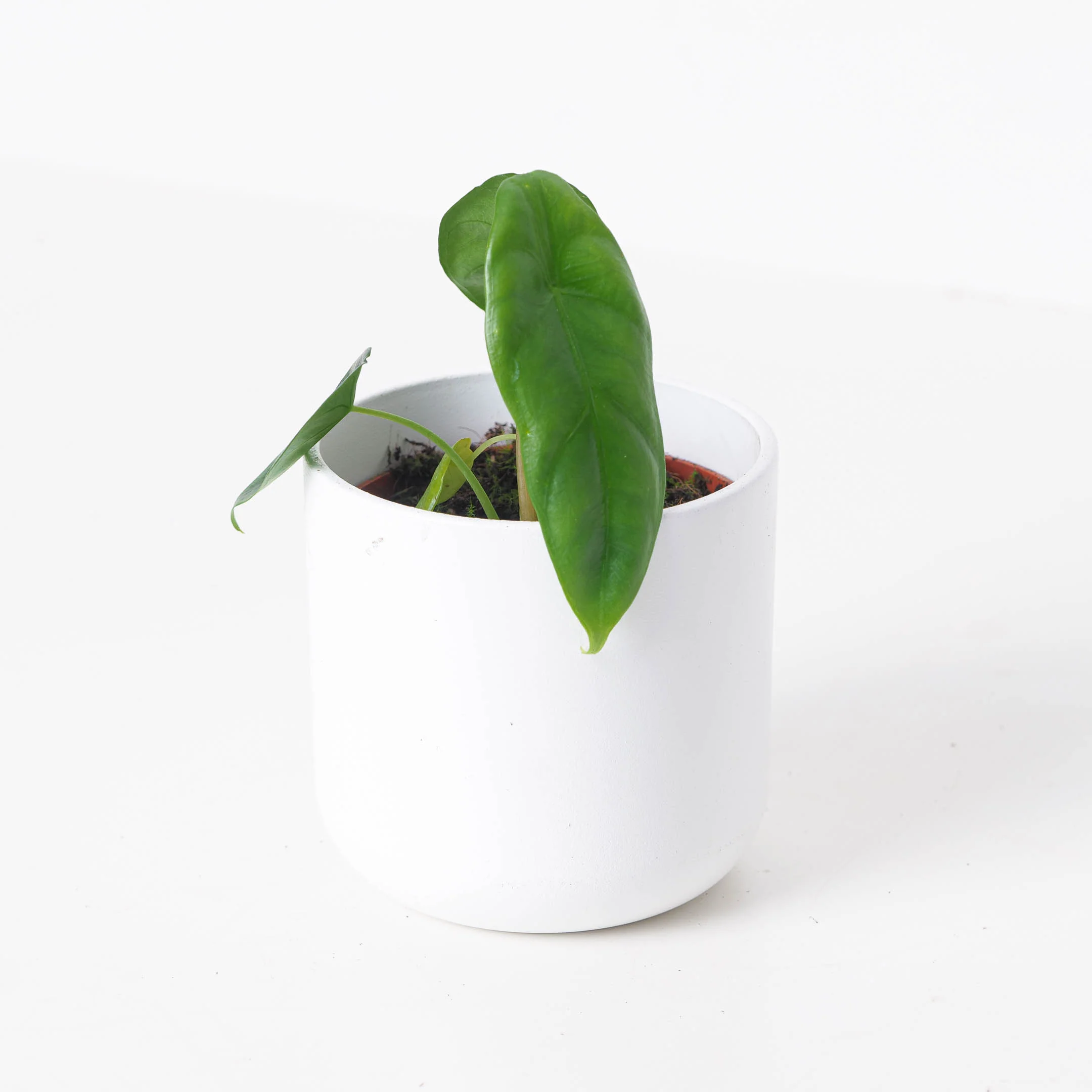 Alocasia Venusta