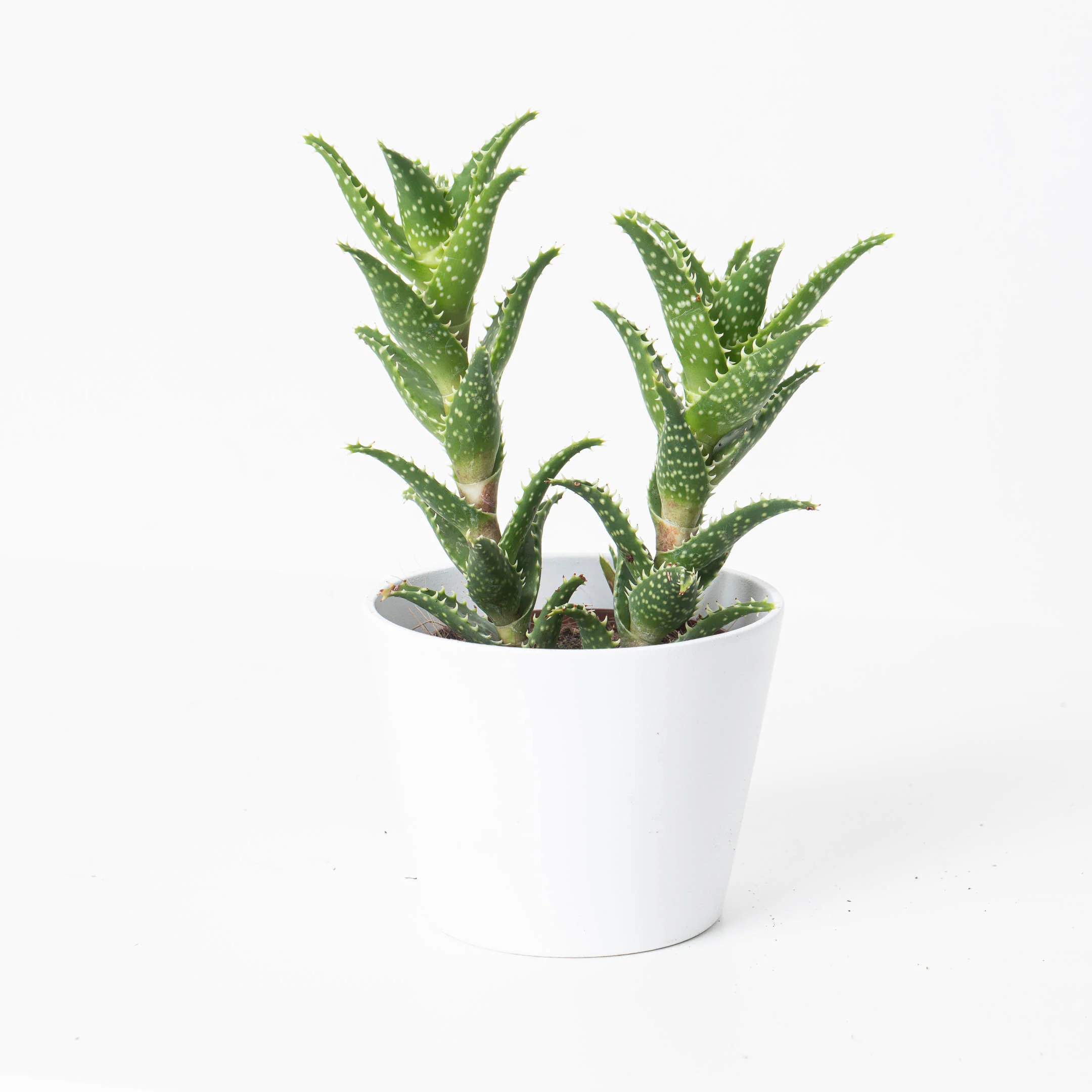 Aloe concinna