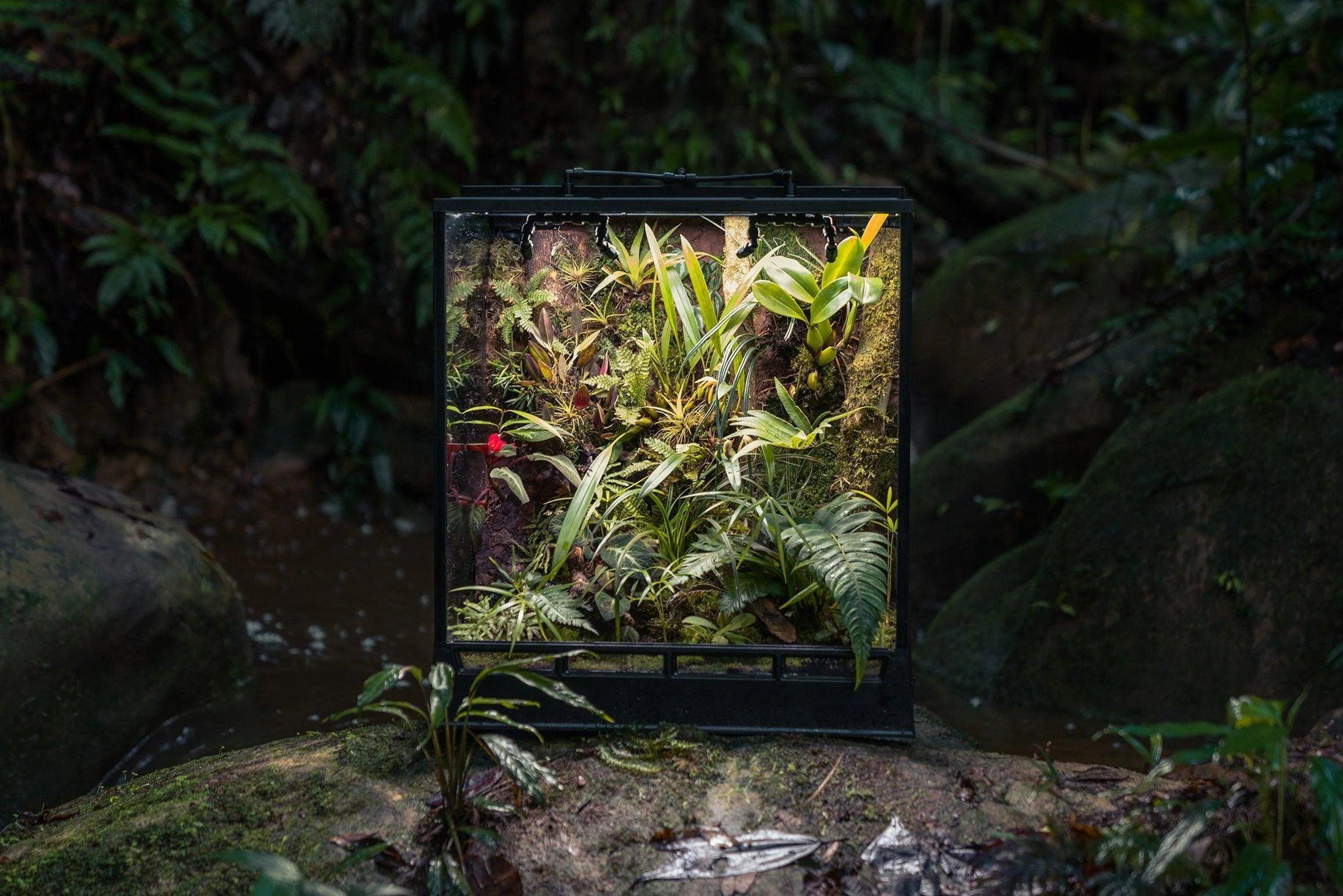 AMAZONIA - InSitu Ecosystems Terrarium