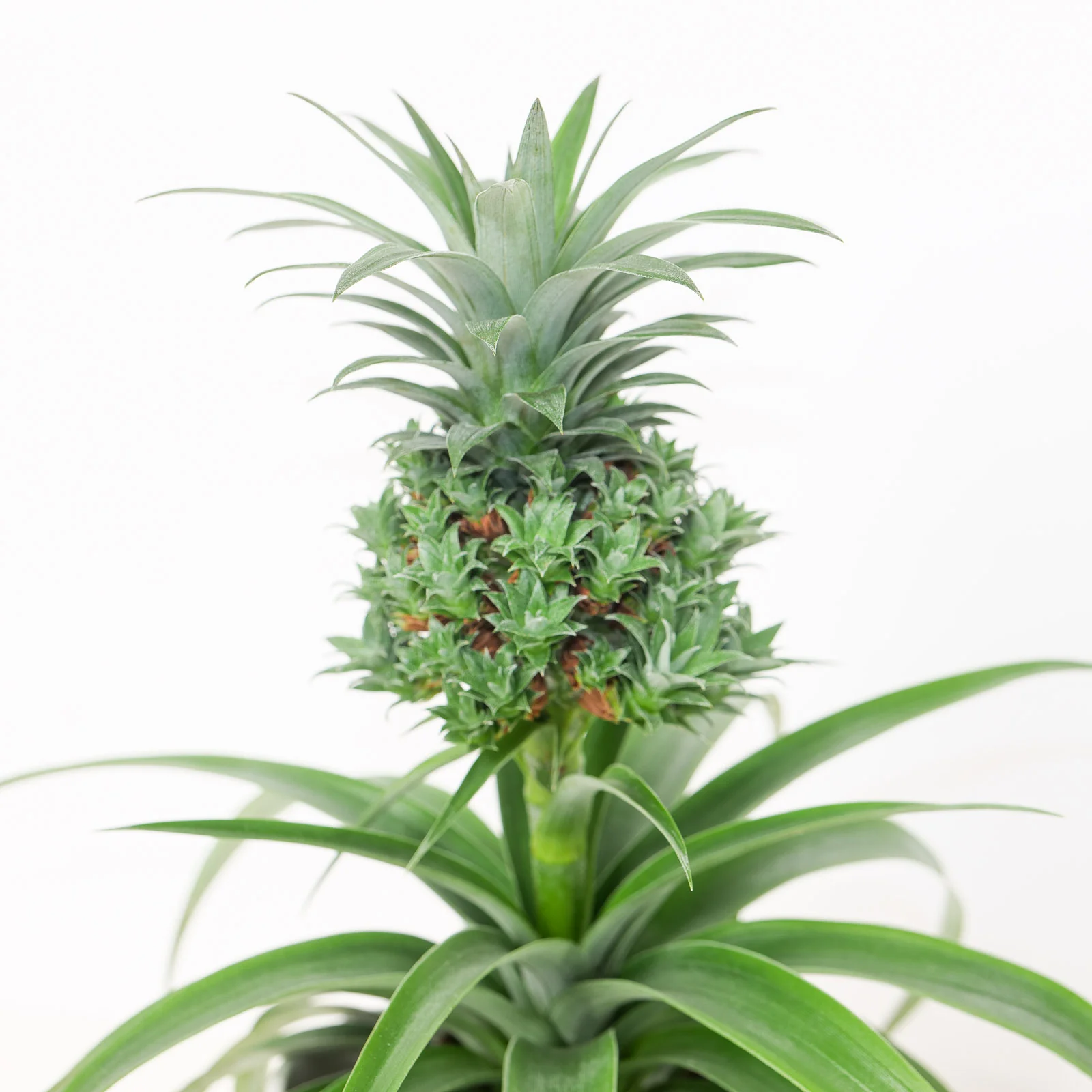 Ananas Baby Boom | Pineapple Plant
