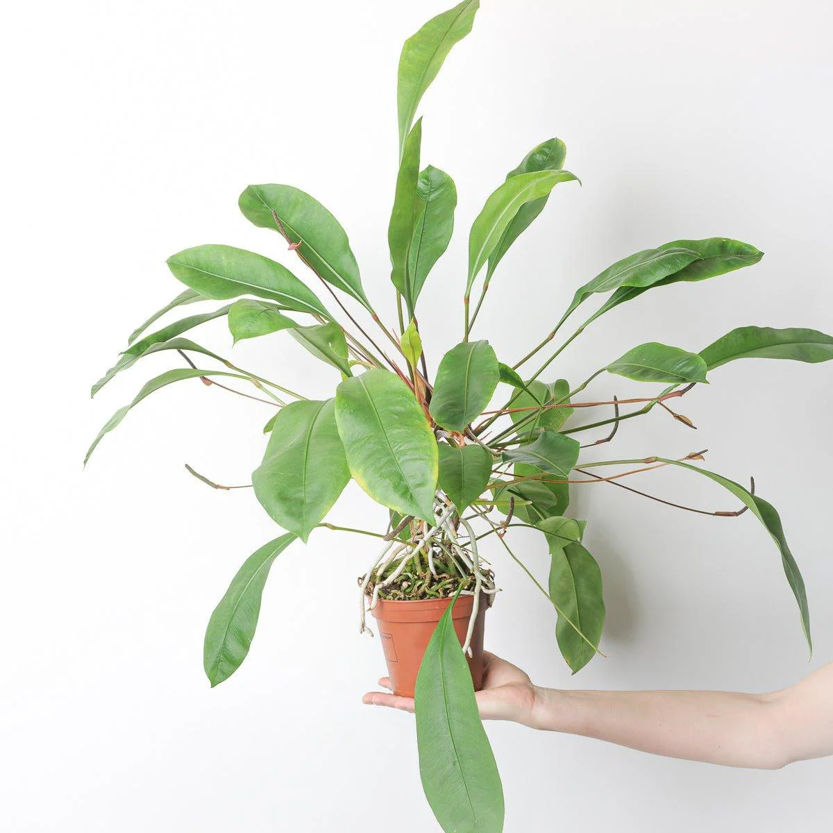 Anthurium Gracile