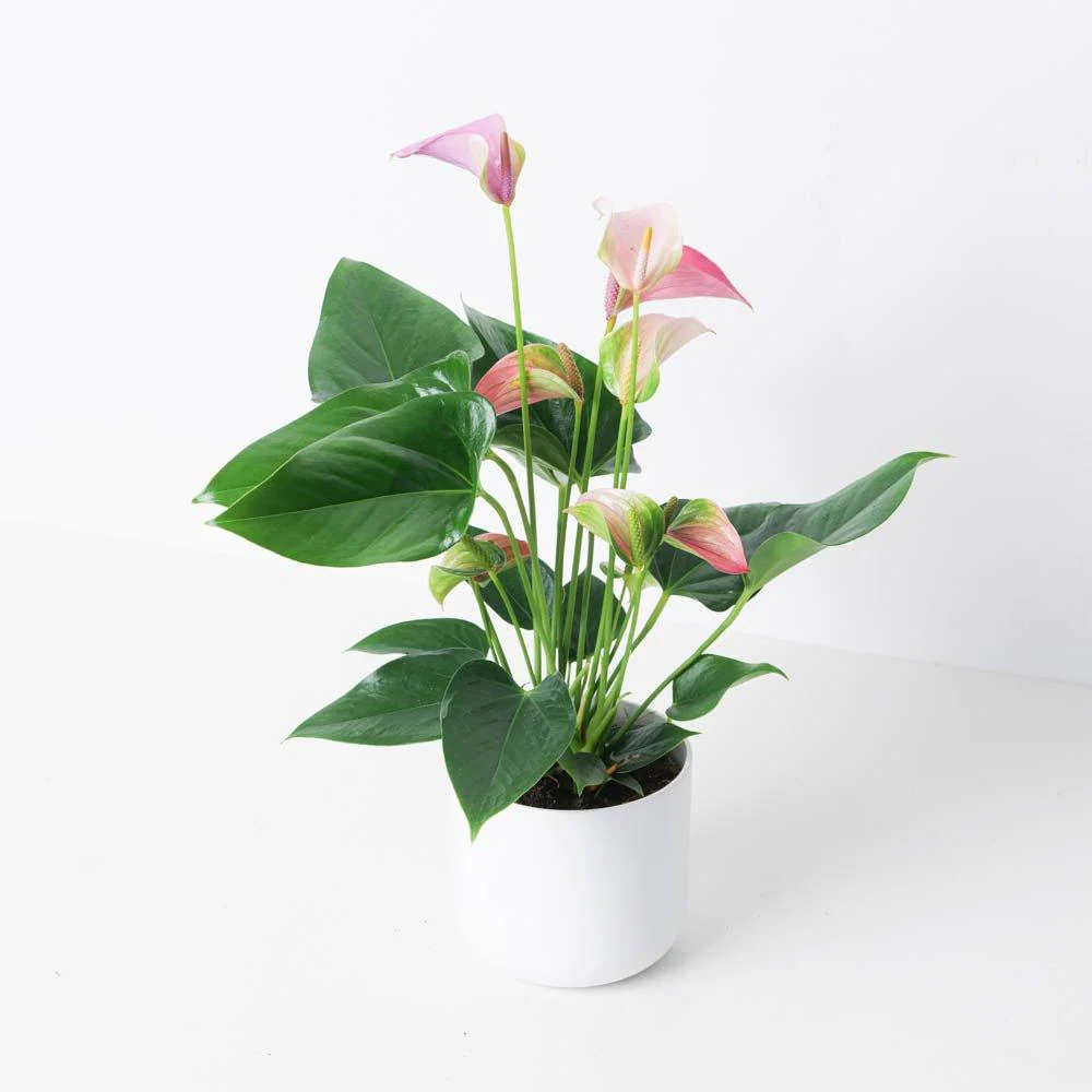 Anthurium 'Karma Duo'