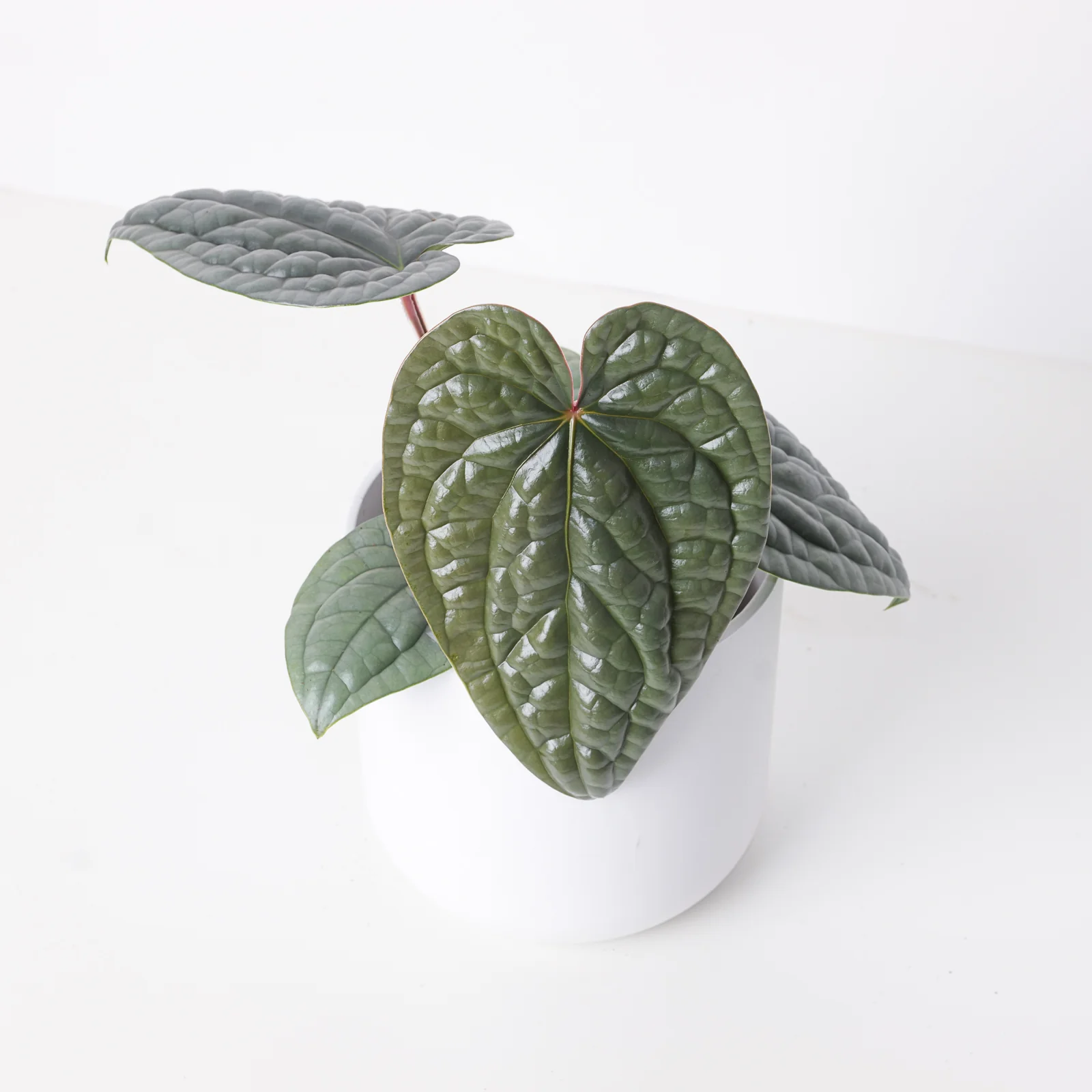 Anthurium luxurians 'Platinum'