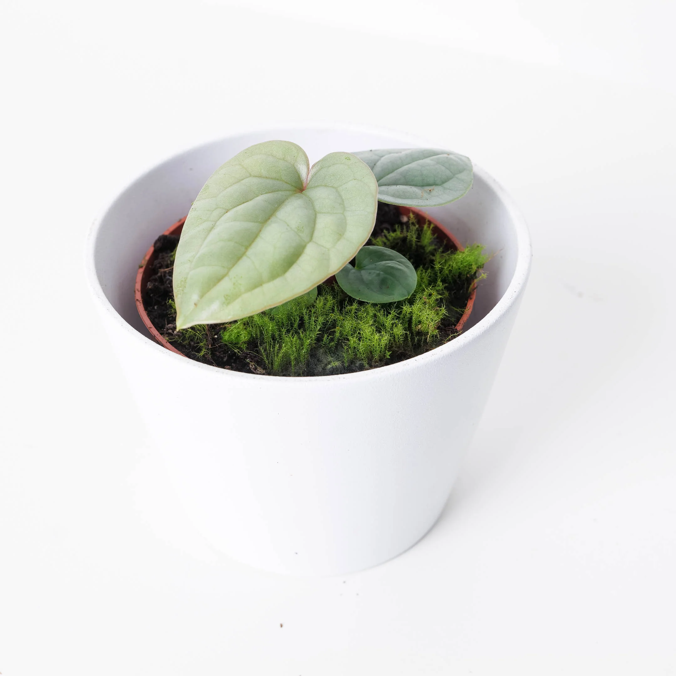 Anthurium luxurians 'Platinum' - Image 2