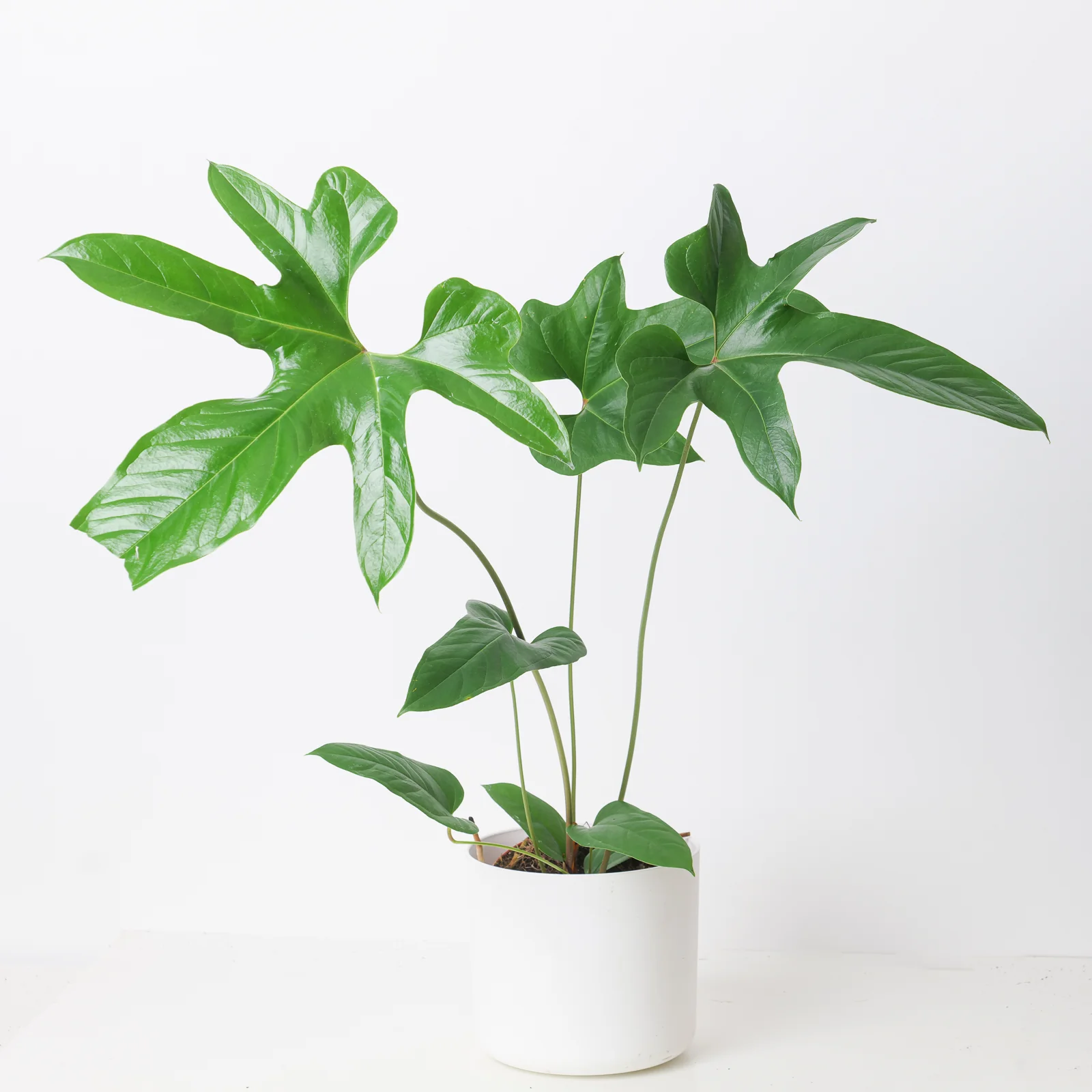 Anthurium pedatum