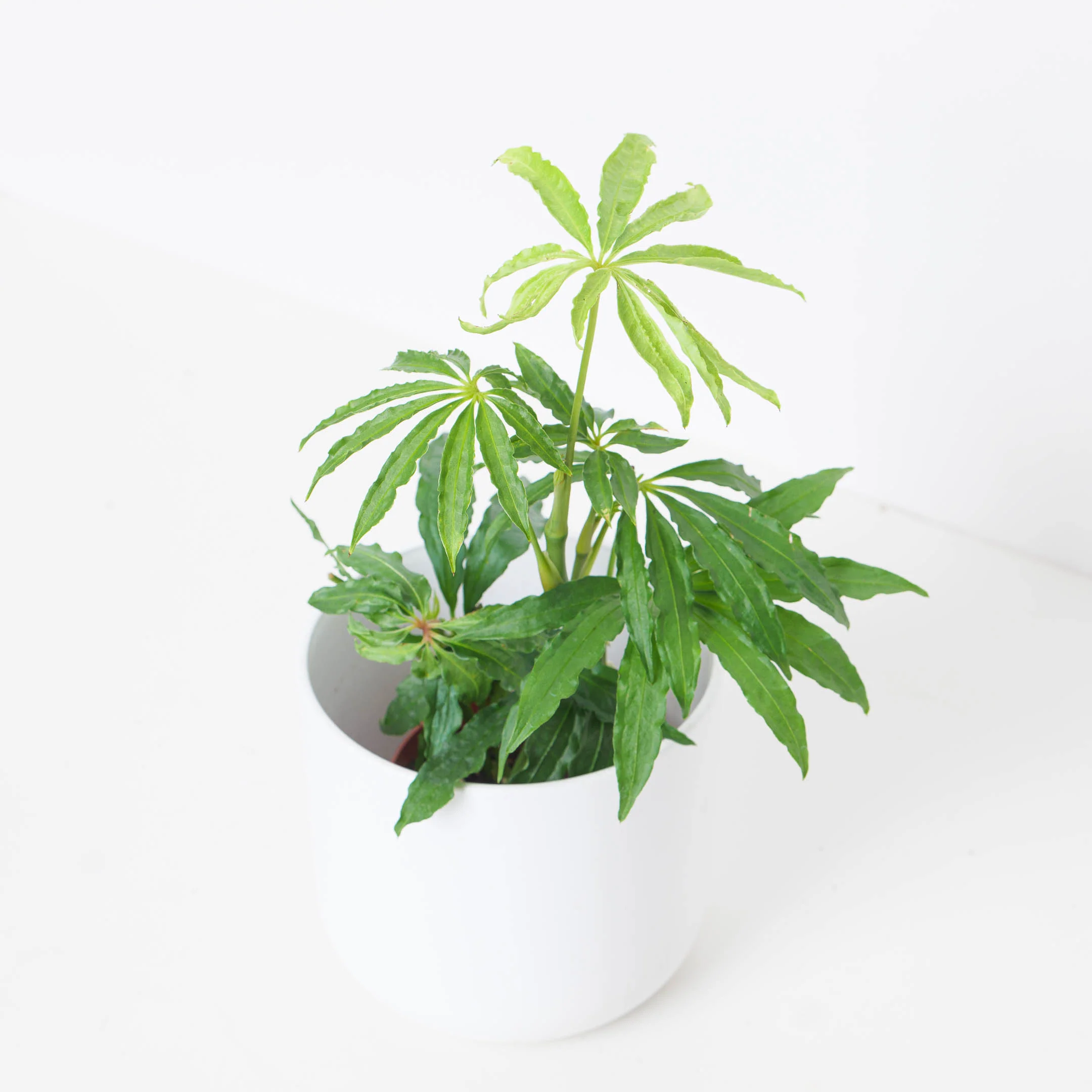Anthurium polyschistum