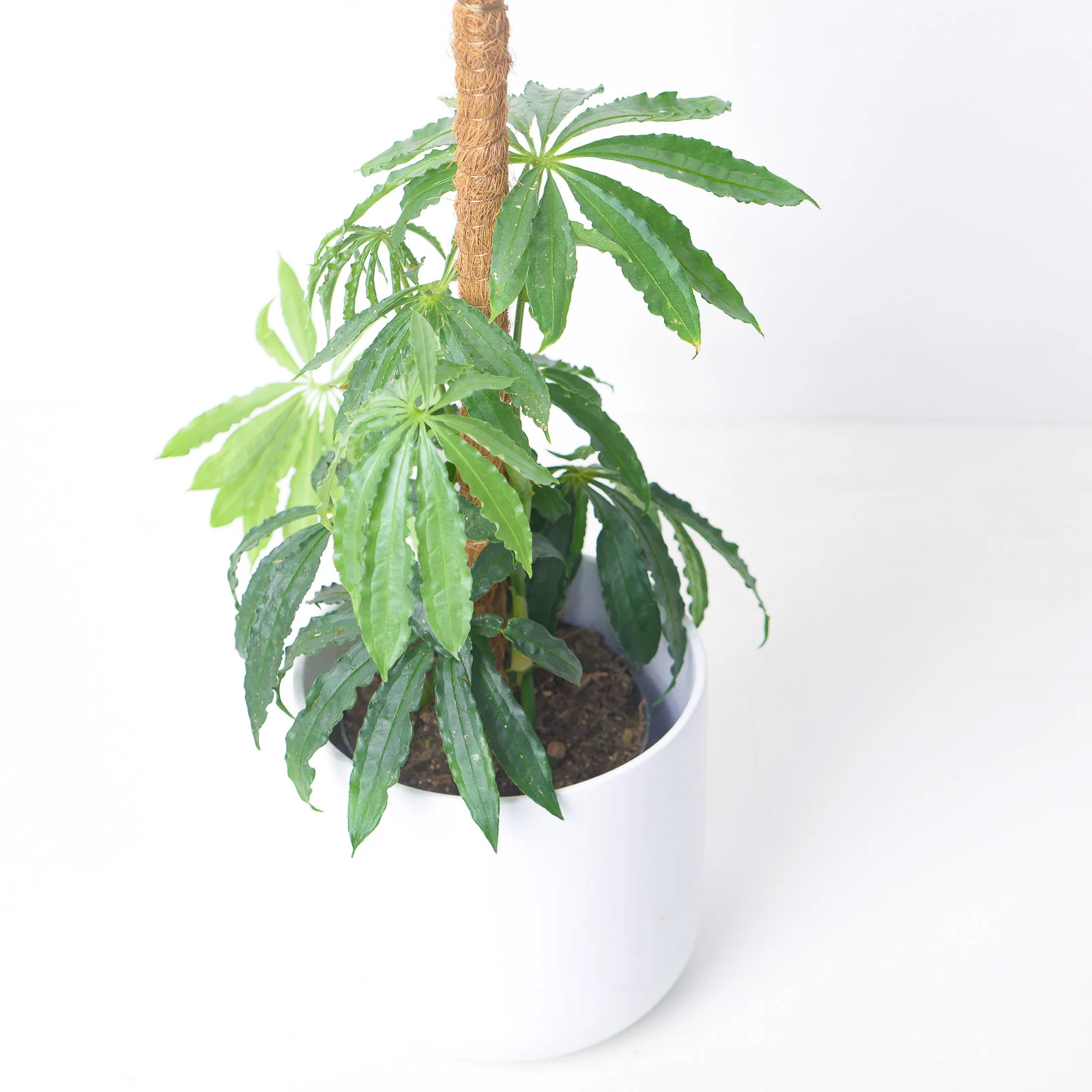 Anthurium polyschistum - Image 3