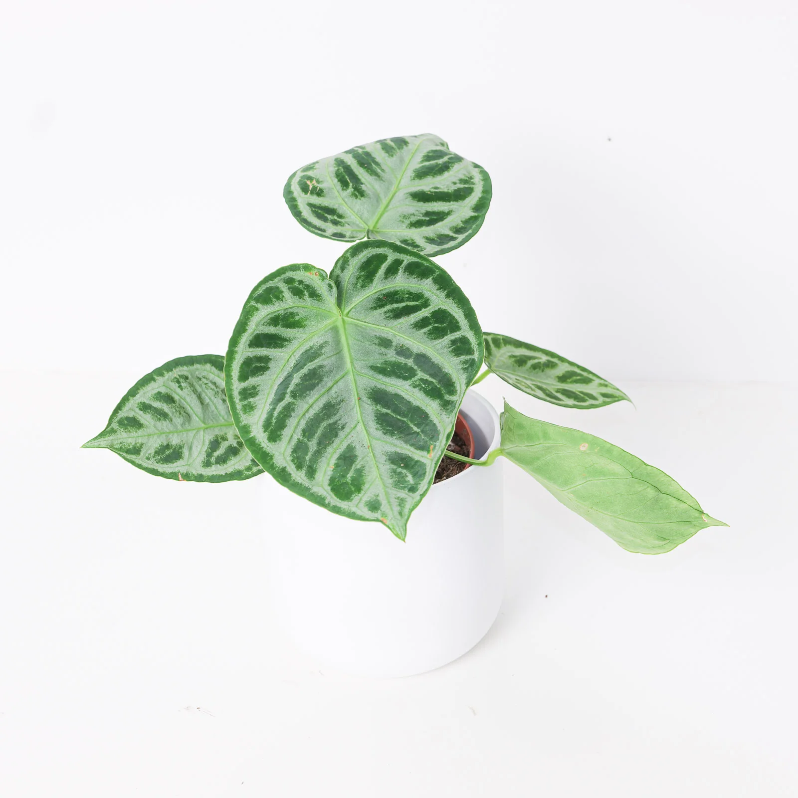 Anthurium 'Silver Blush' Super Silver