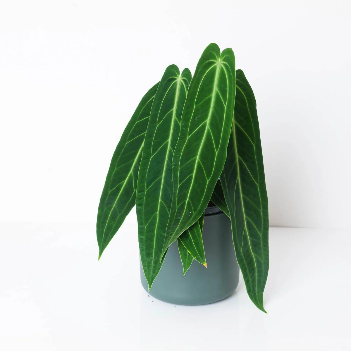 Anthurium warocqueanum | Queen Anthurium