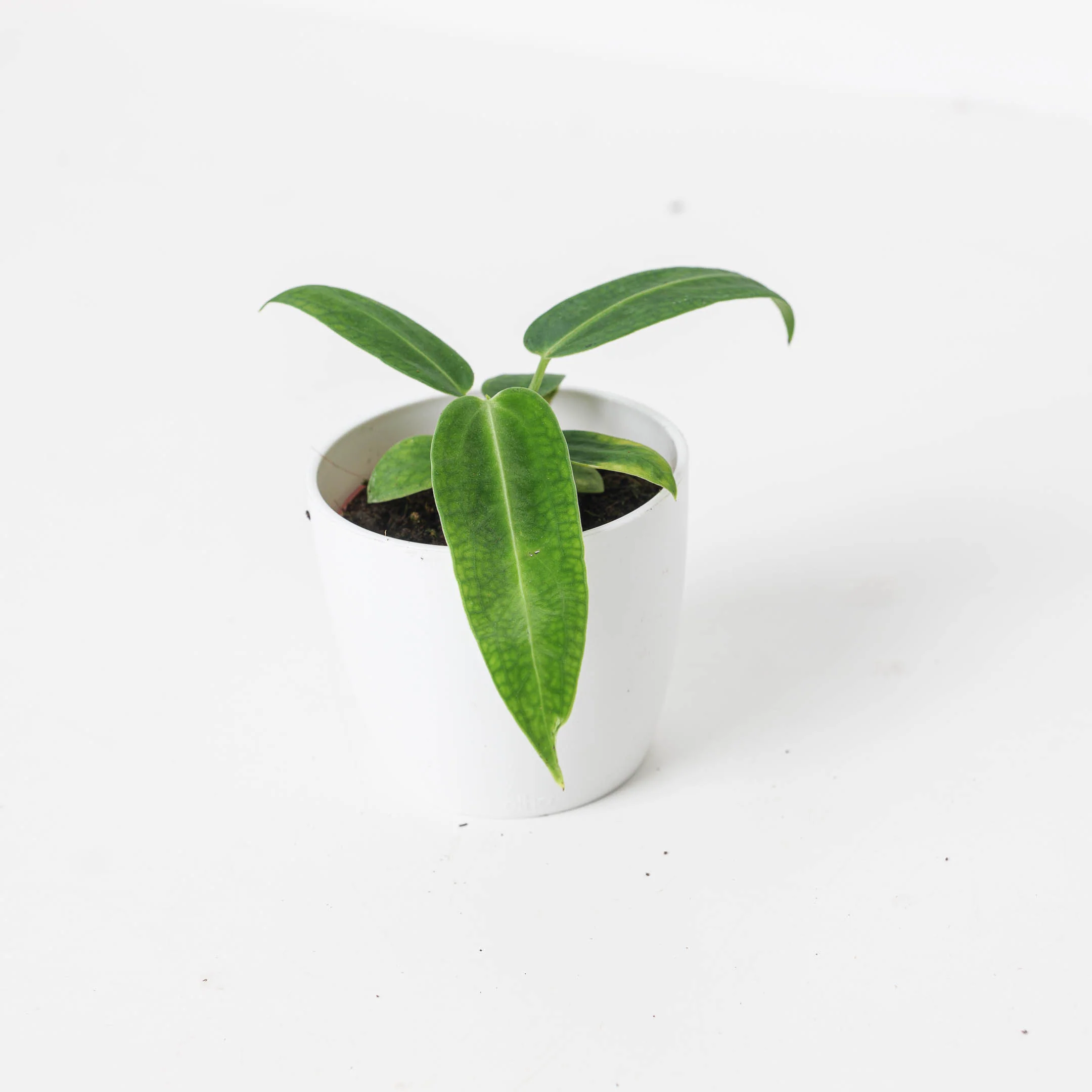 Anthurium warocqueanum | Queen Anthurium - Image 3