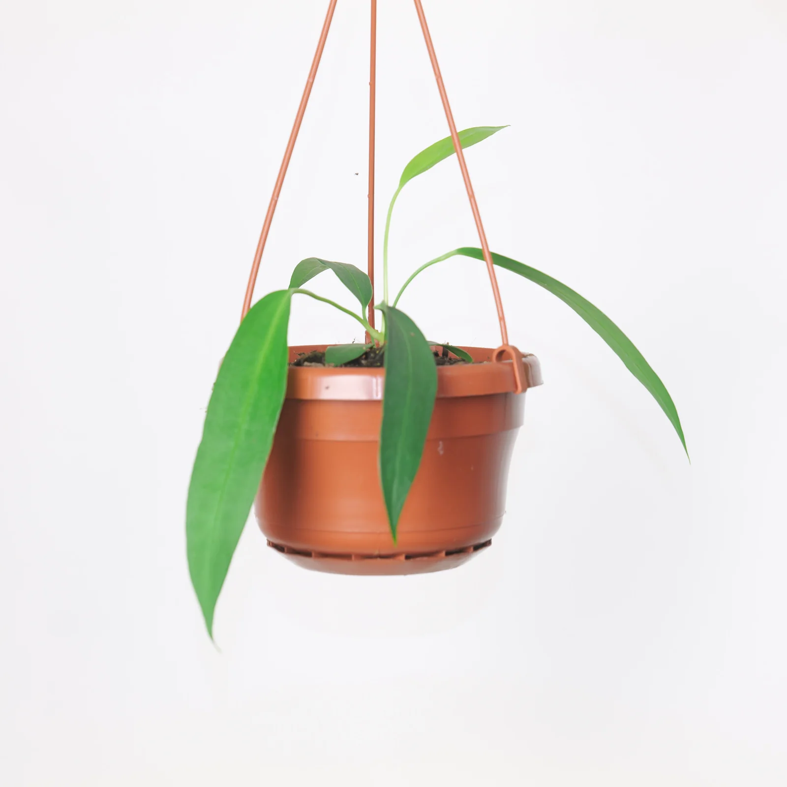 Anthurium wendlingeri - Image 2