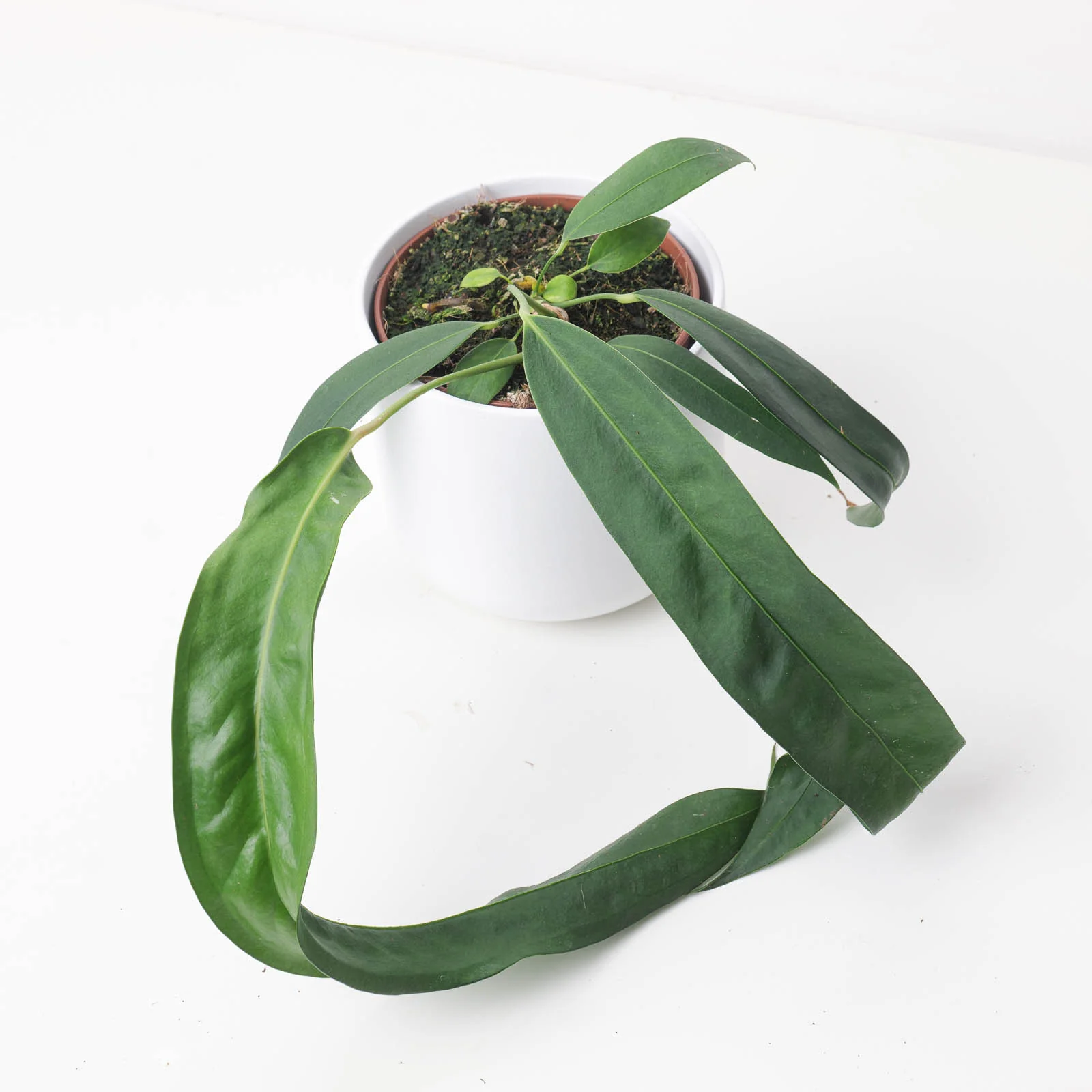 Anthurium wendlingeri - Image 3