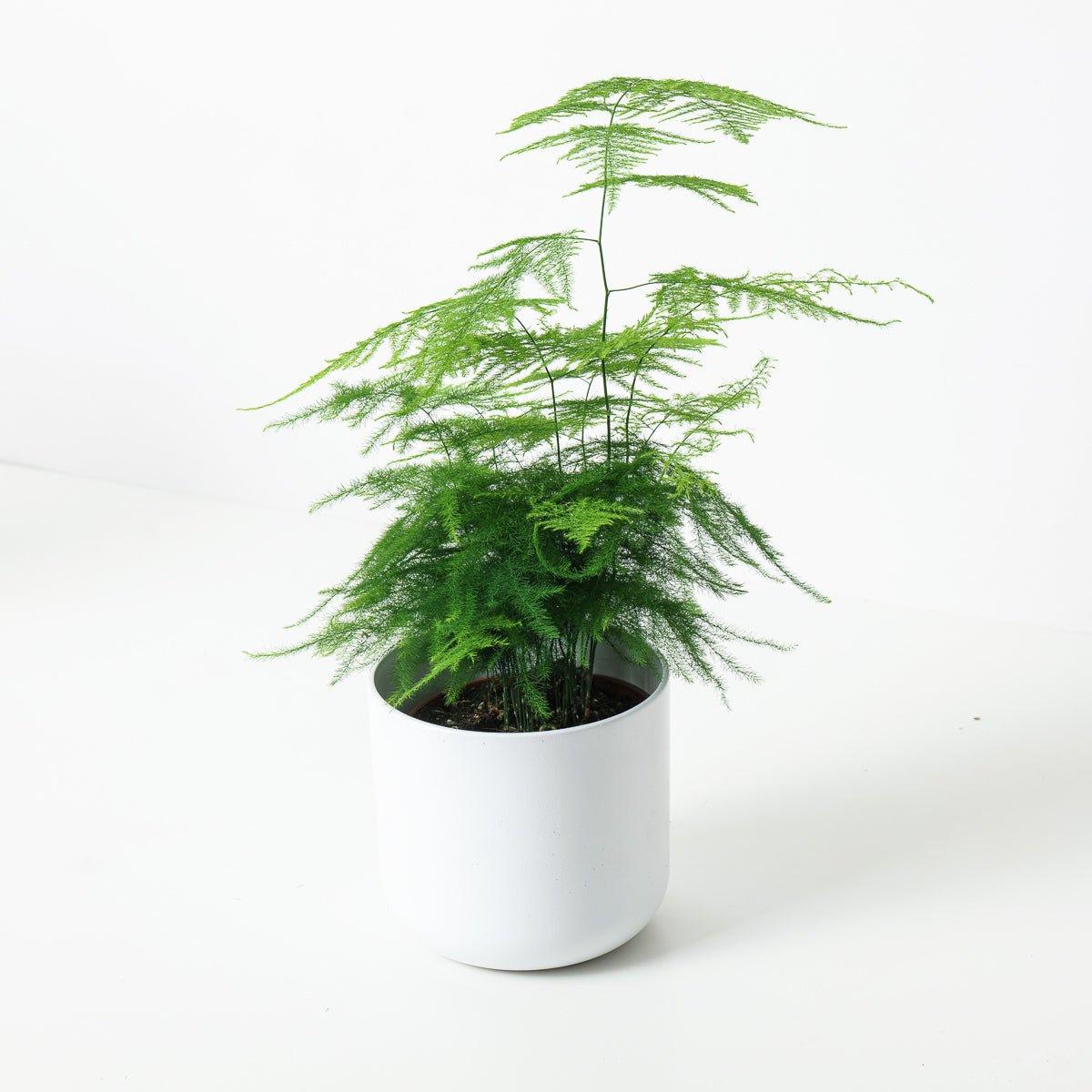 Asparagus Setaceus Plumosus | Asparagus Lace Fern