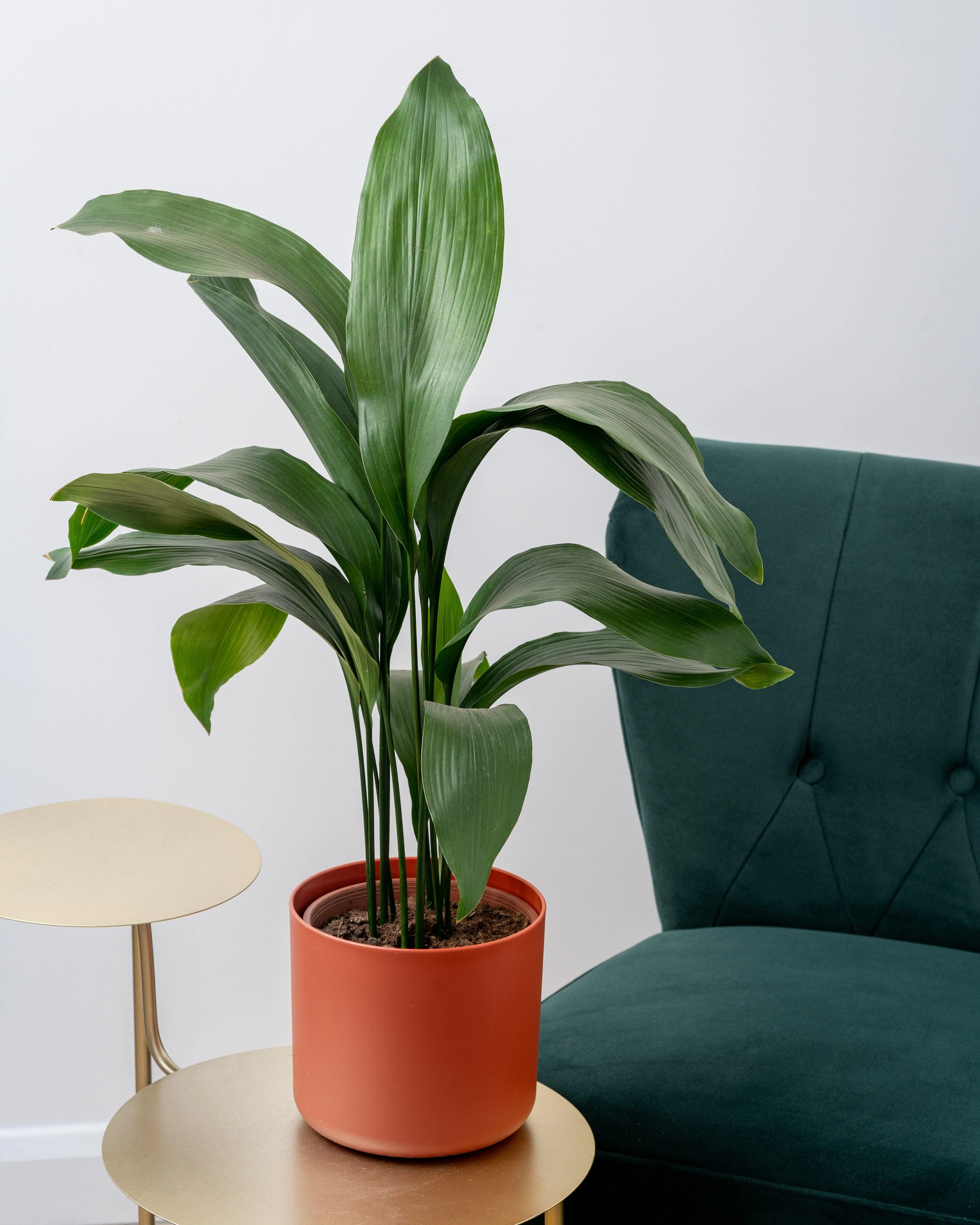Aspidistra Elatior Cast Iron Plant