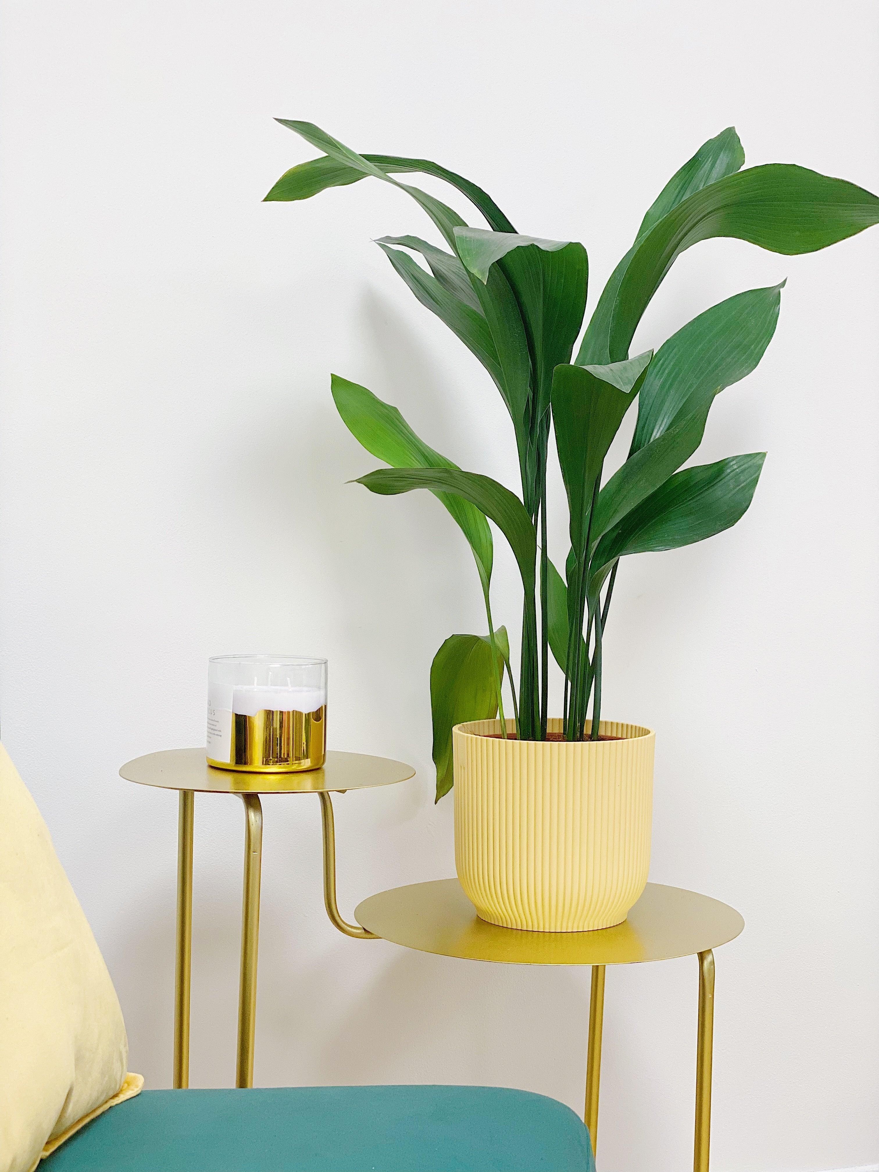 Aspidistra Elatior Cast Iron Plant - Image 2