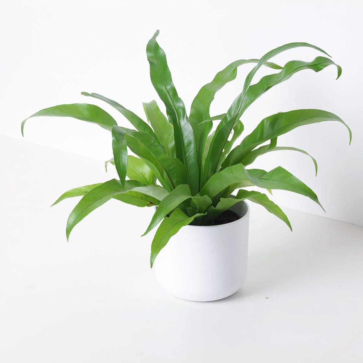 Asplenium Antiquum | Birds Nest Fern