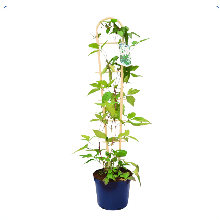 Bamboo Style Trellis (55cm)