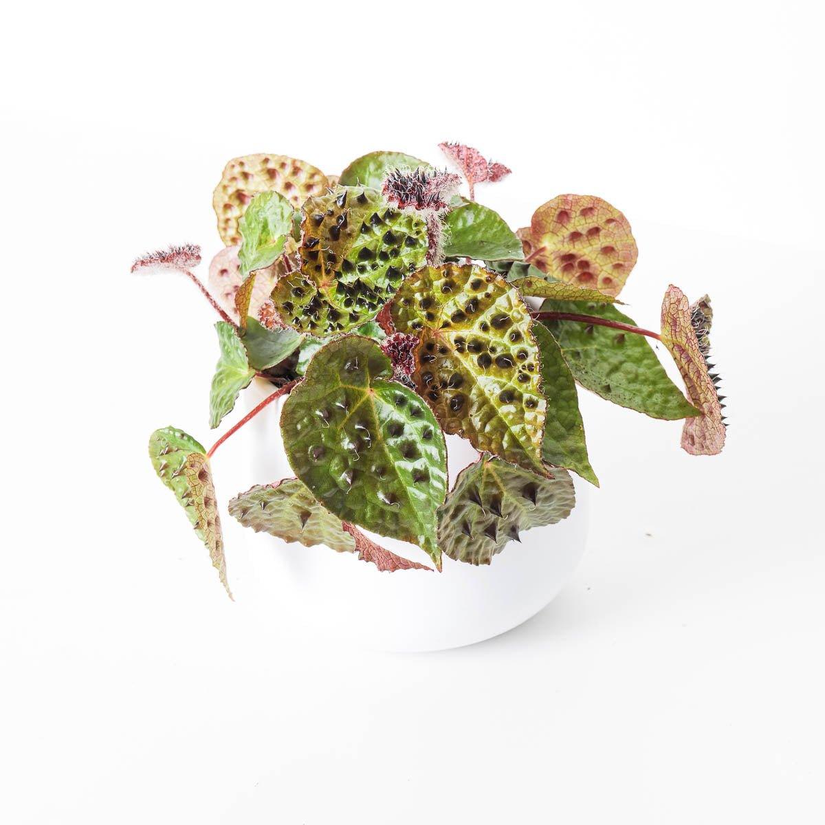 Begonia Bundle - Image 2