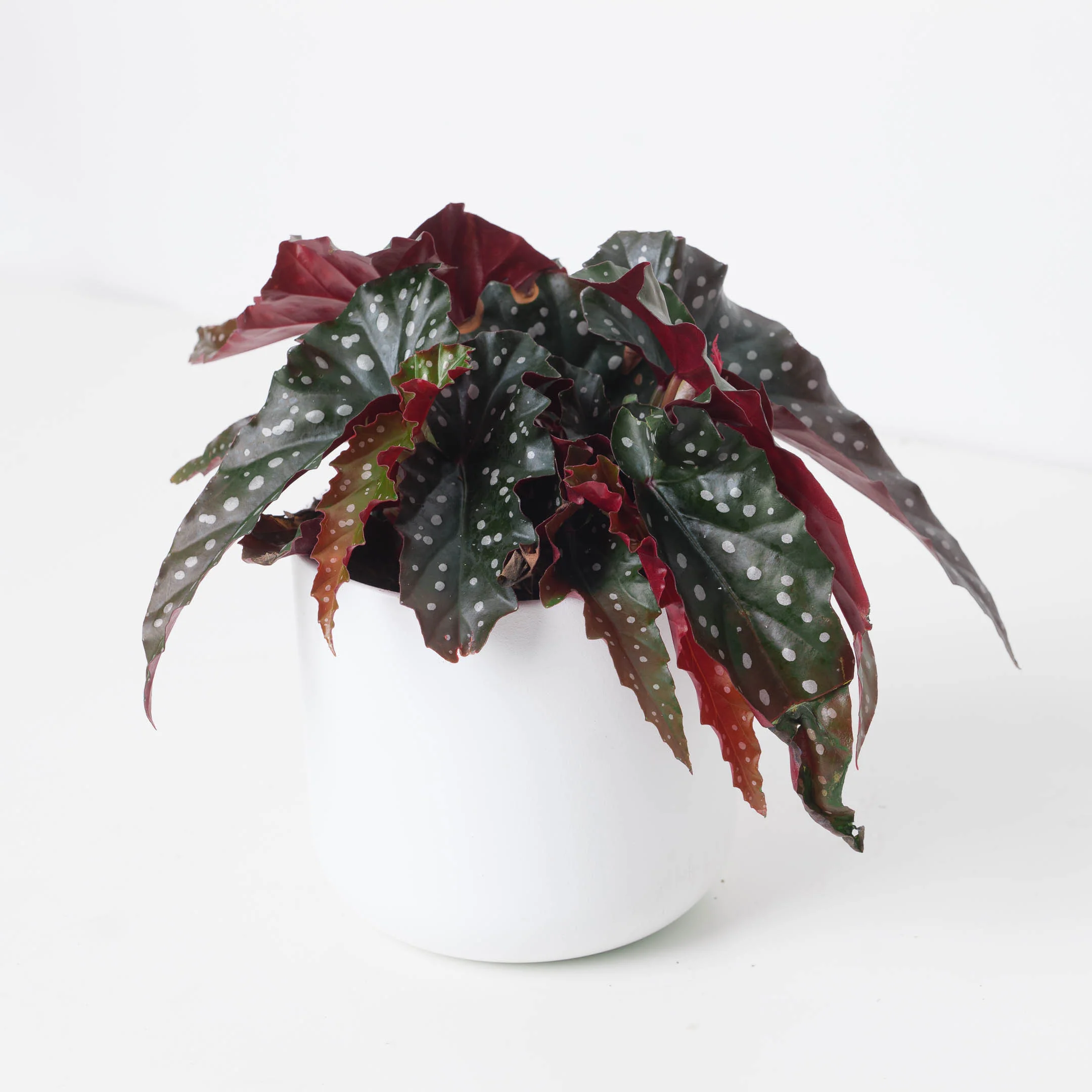 Begonia Bundle - Image 3