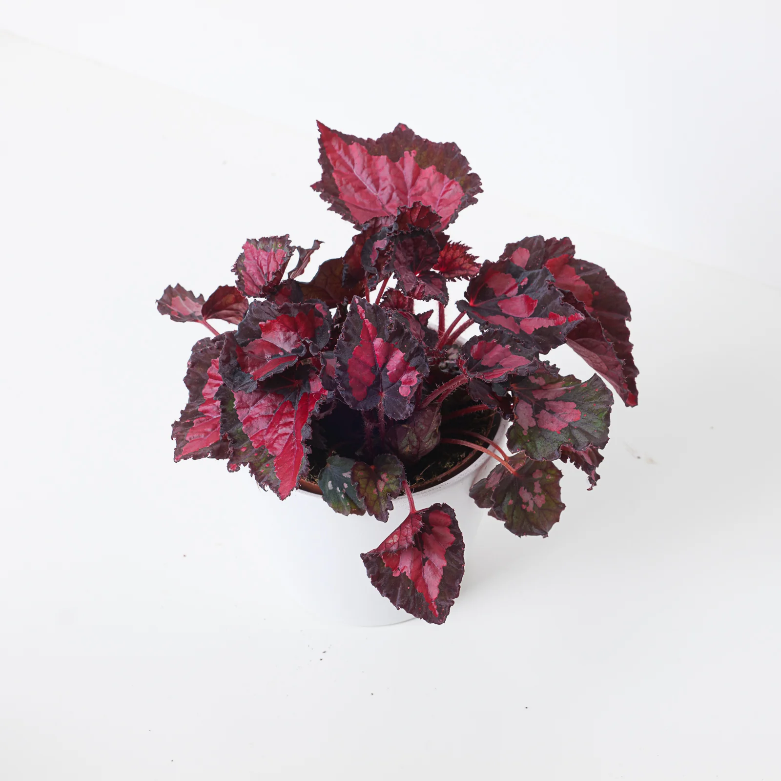 Begonia Inca Night