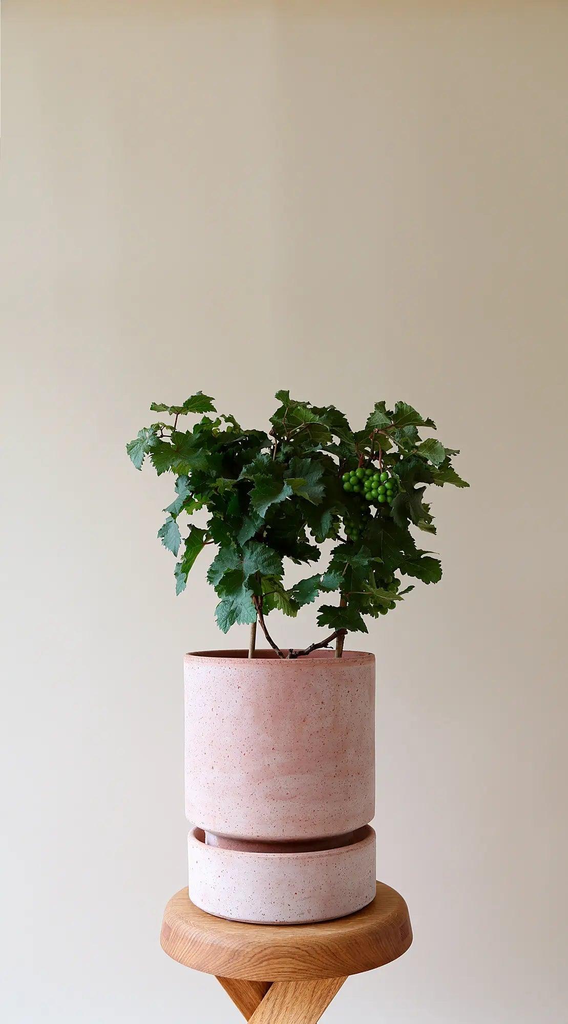 Bergs Potter Hoff Pot Rose - Image 2