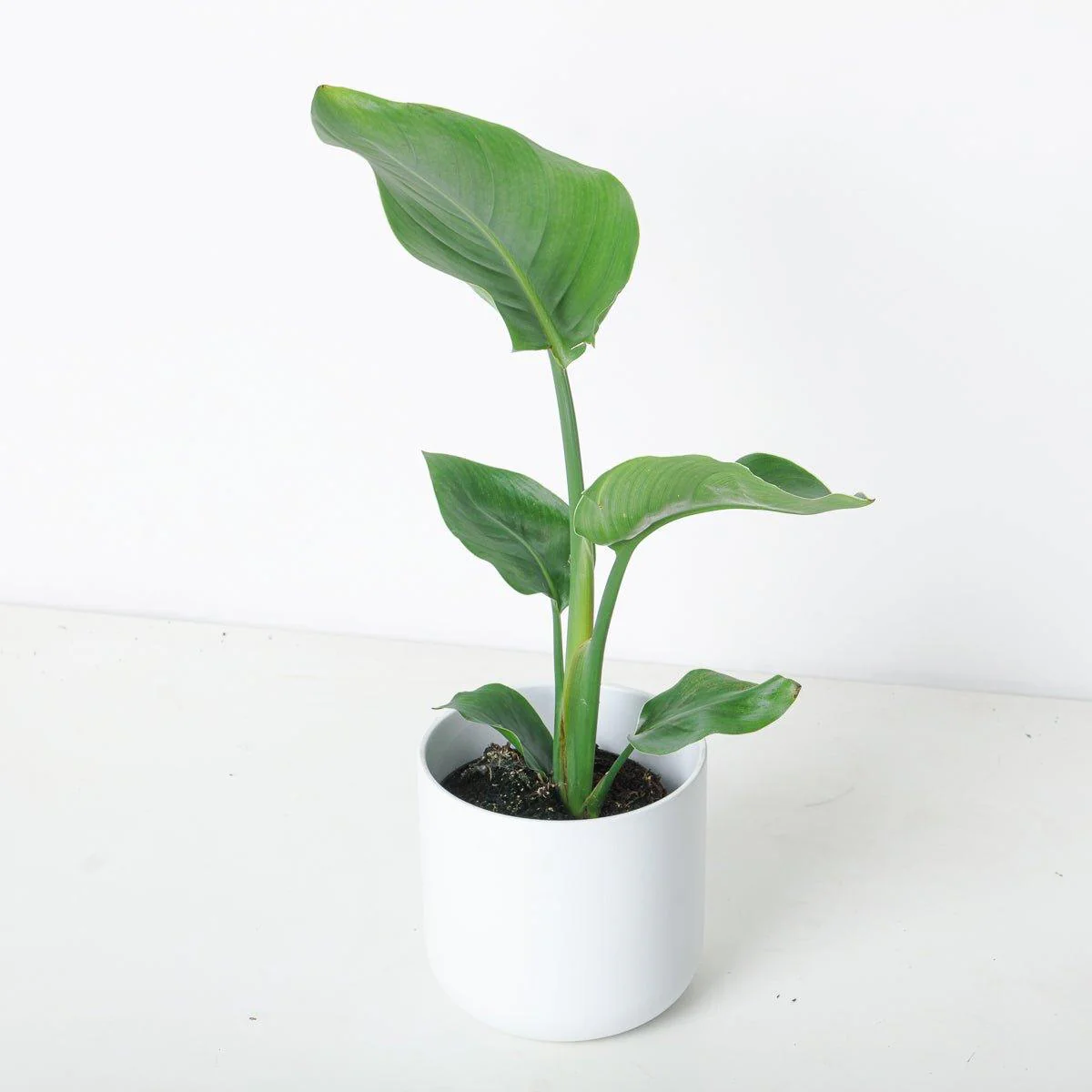 Strelitzia Nicolai | White Bird of Paradise - Image 3