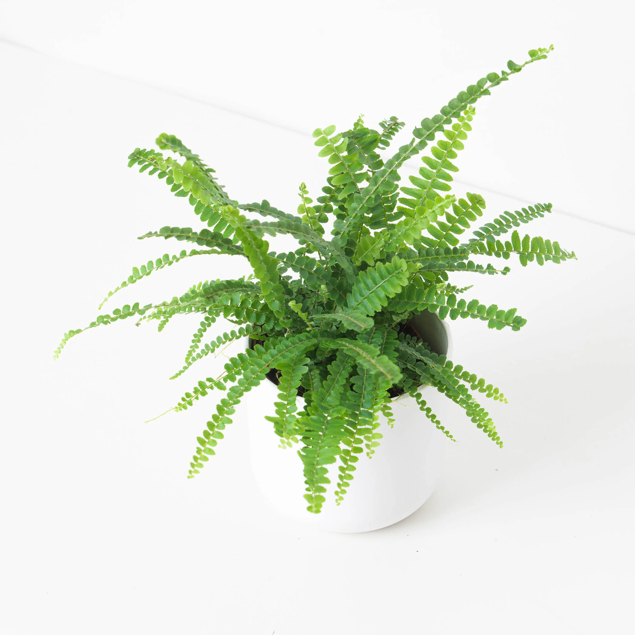 Boston Fern | Nephrolepis duffii