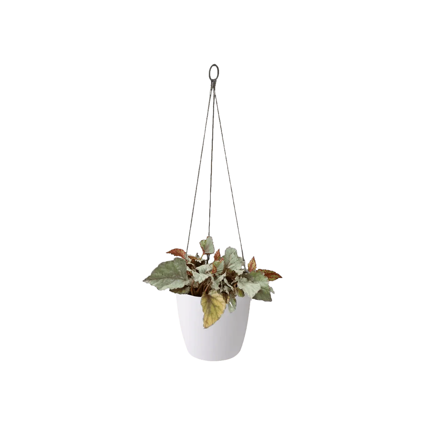 Elho Brussels Hanging Basket - Image 4