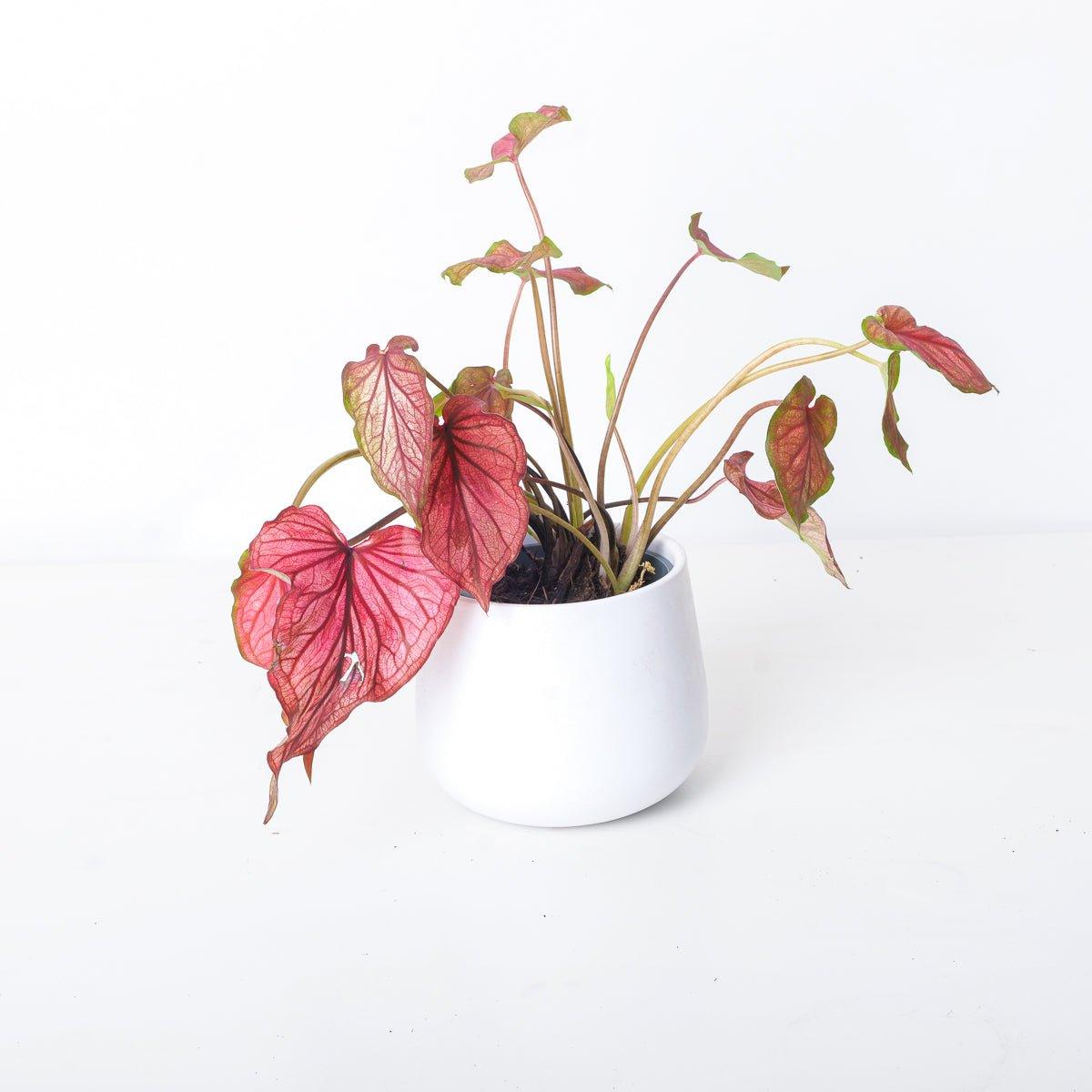 Caladium 'Red'