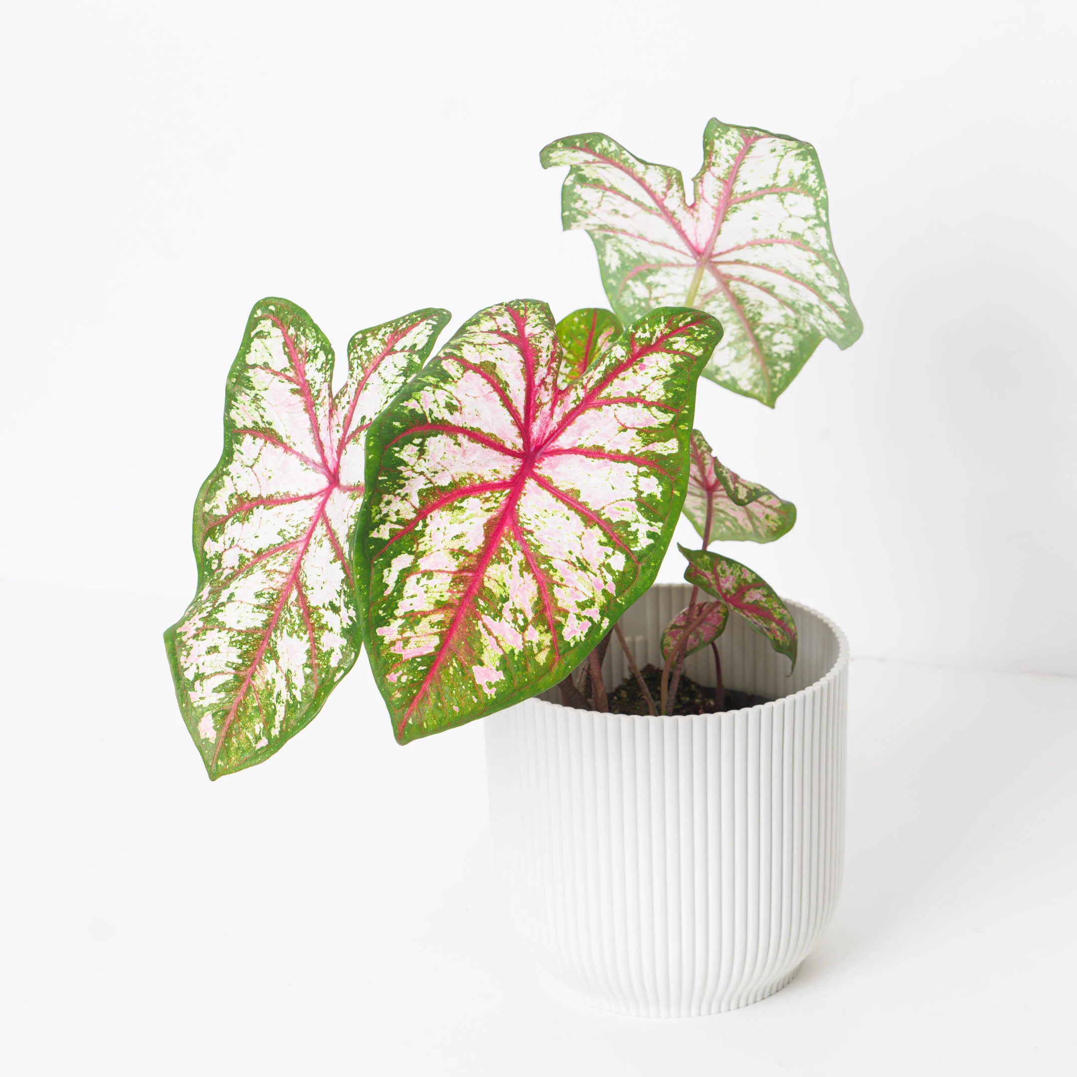 Caladium 'Tapestry' - Image 2