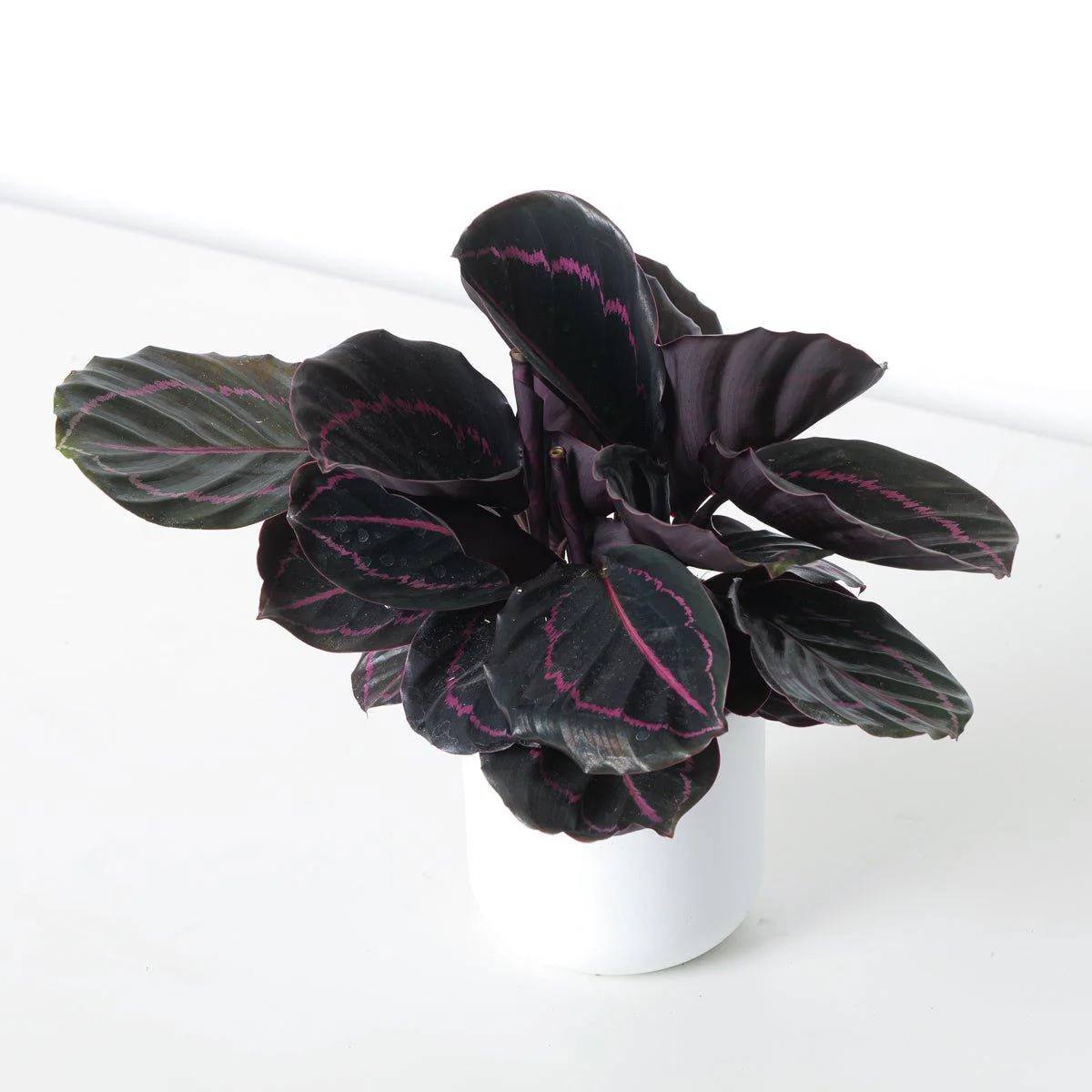 Calathea Bundle - Image 2