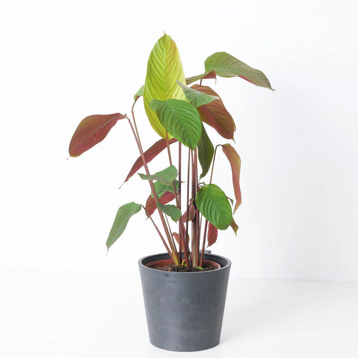 Calathea pruinosa 'Choco'